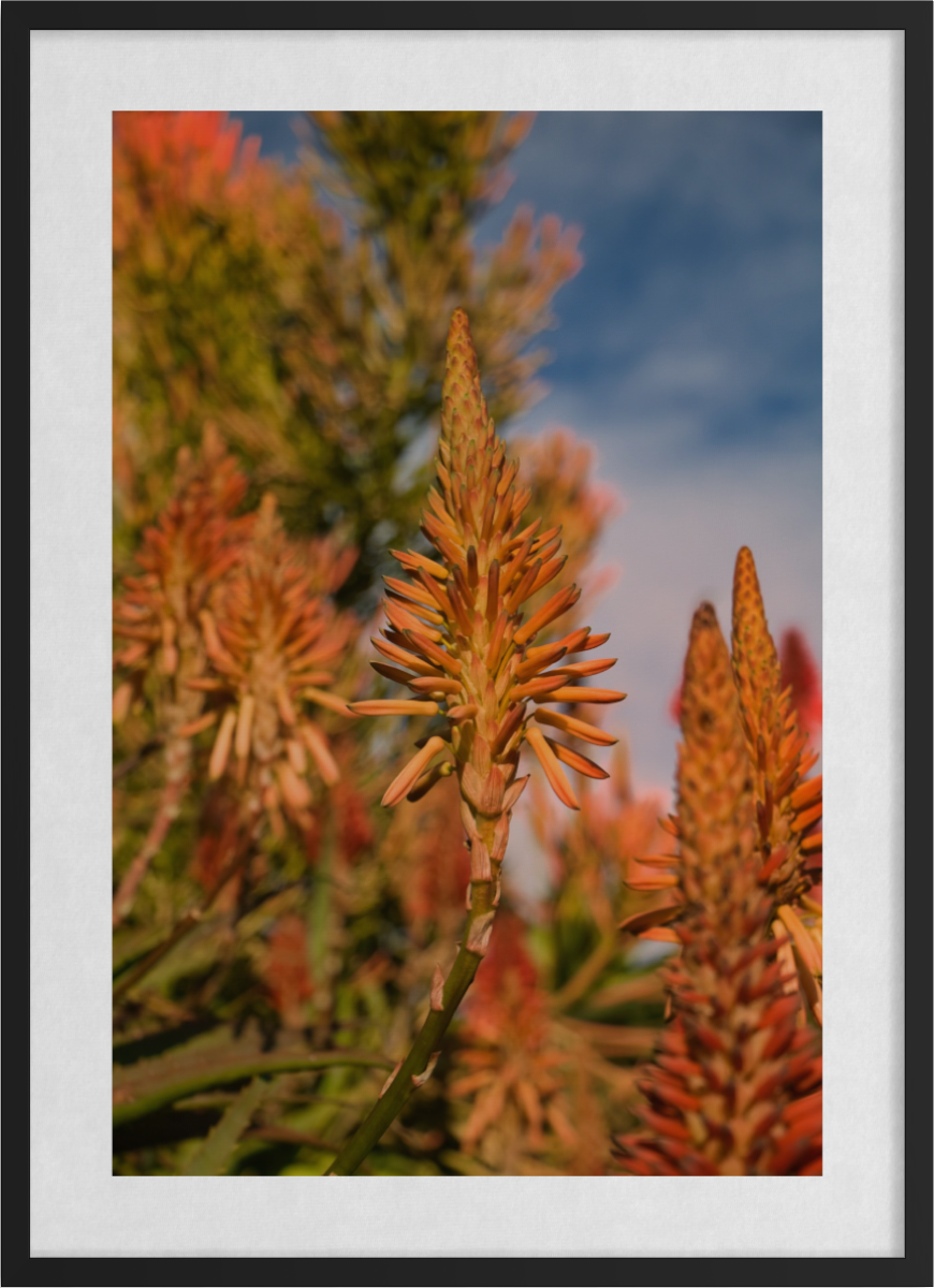 20260612-Flowers-Burnt Orange Oasis ARTWORK.png