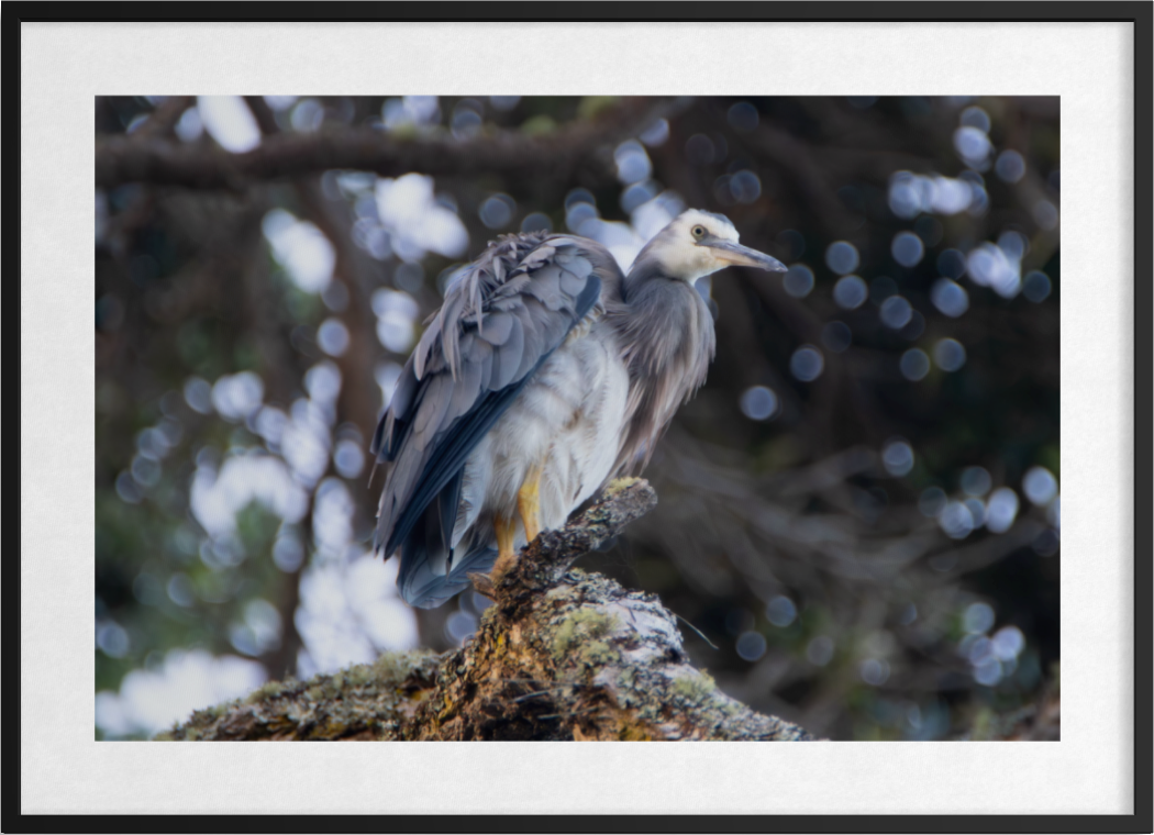 20190120-Birds & Wildlife-Graceful Stillness ARTWORK.png