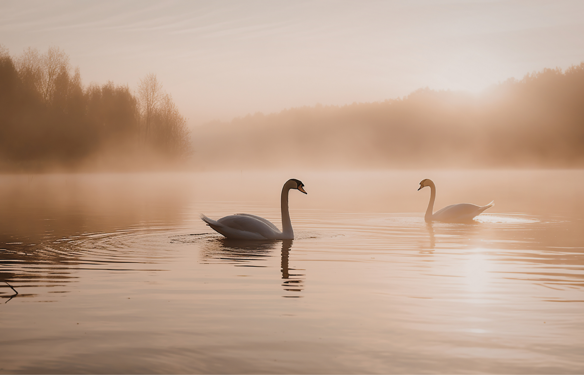 two swans