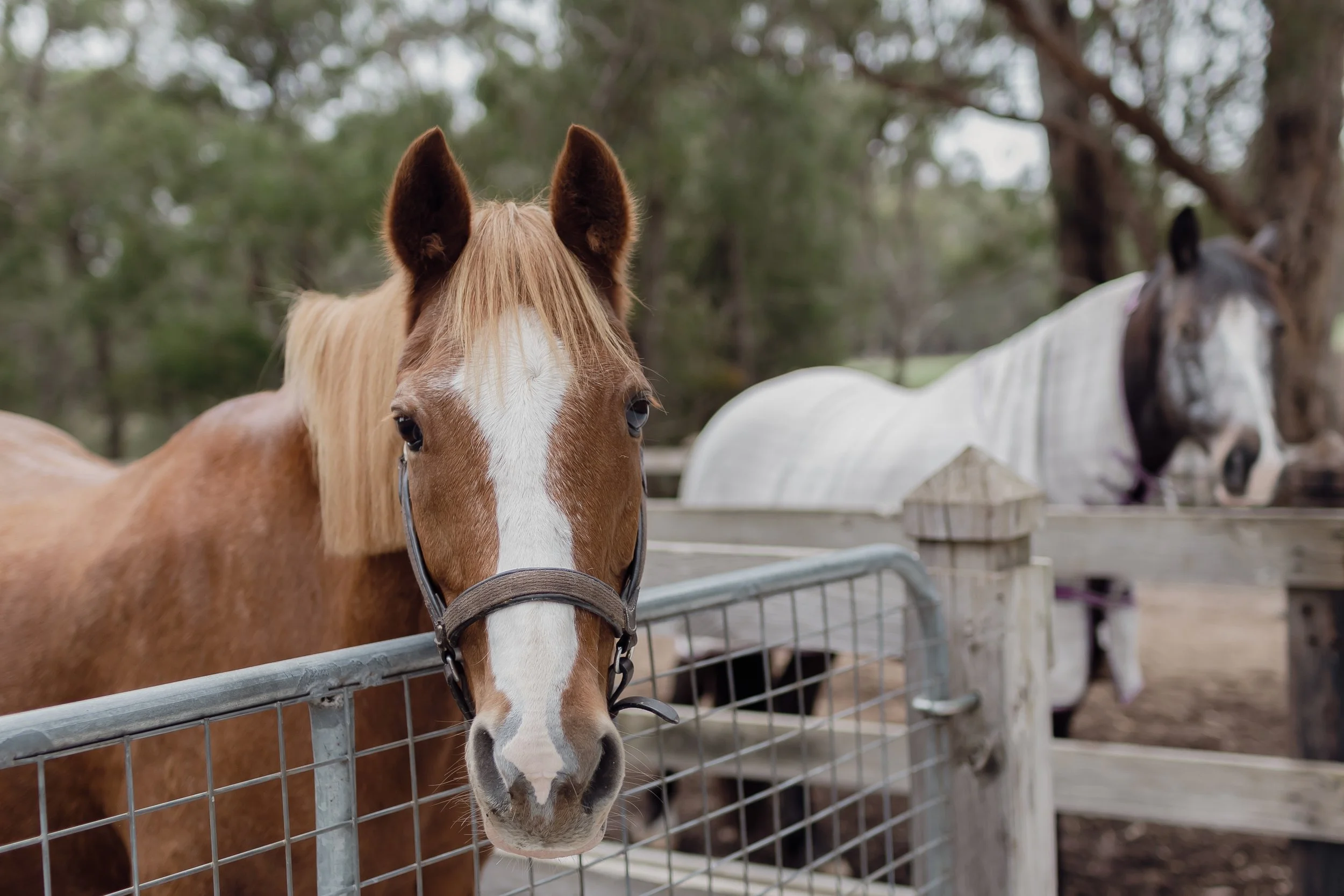 valleyhorse_033.jpg