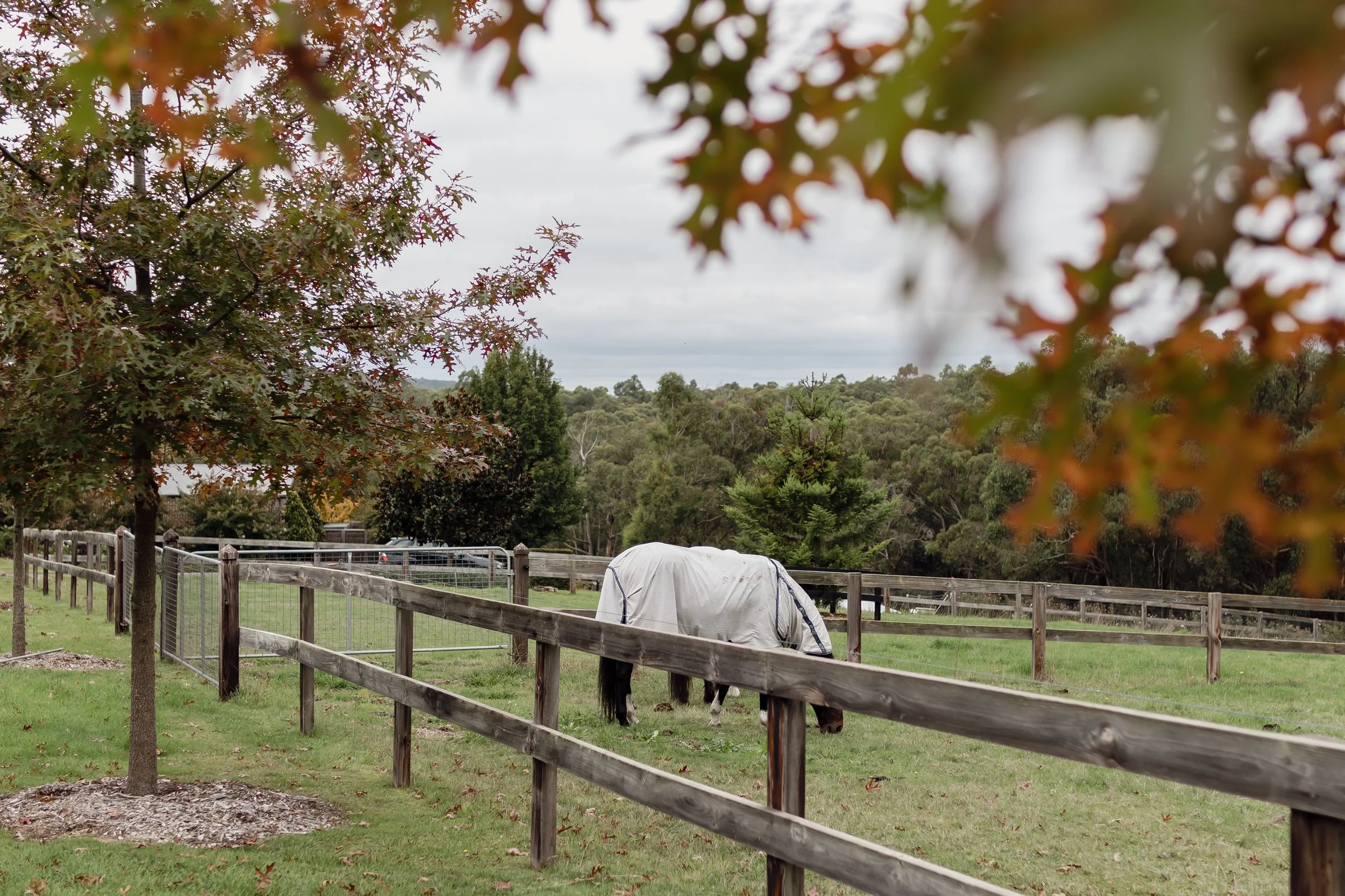 valleyhorse_042.jpg