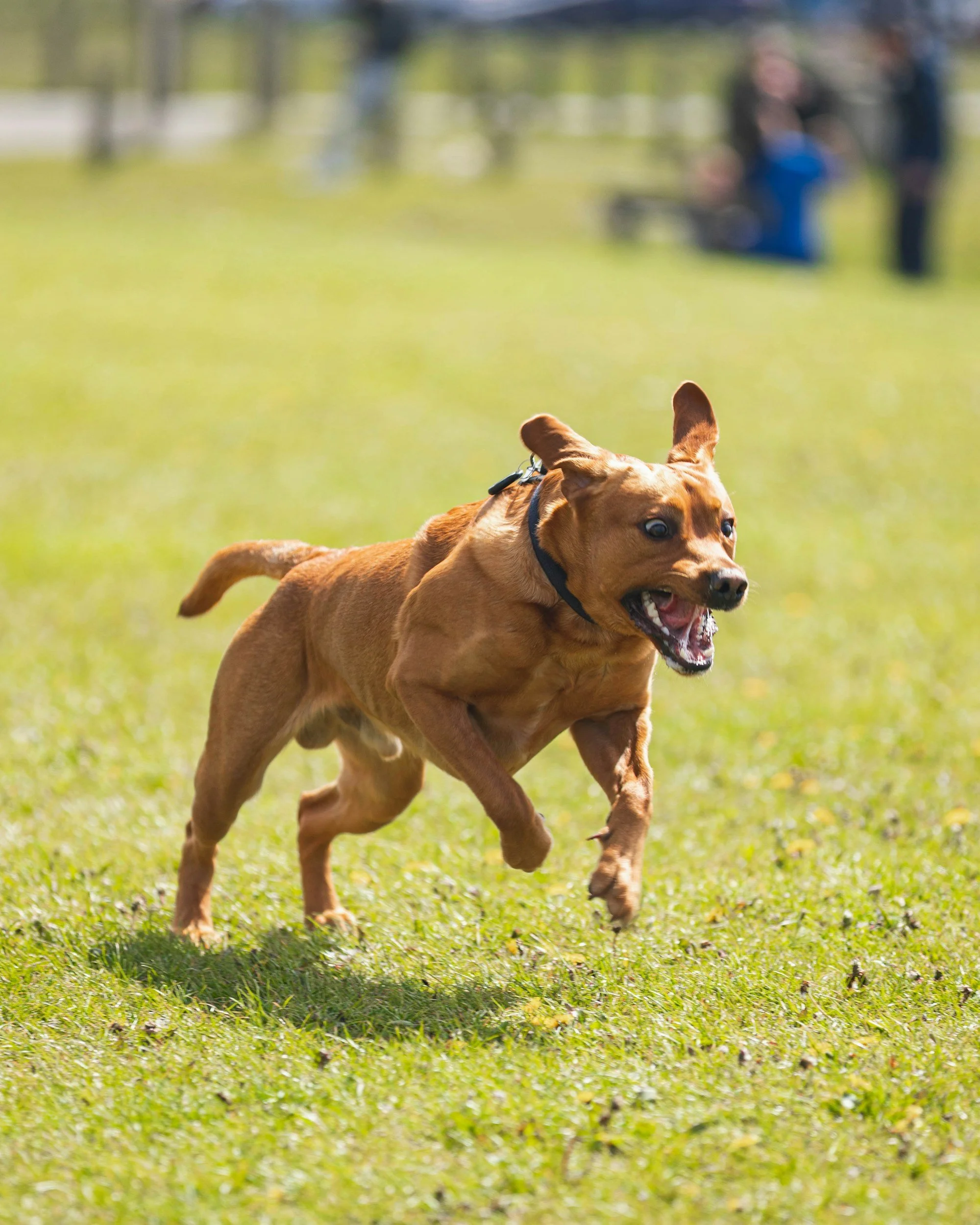 A brown dog running on a green grassy field with people in the background out of focus.