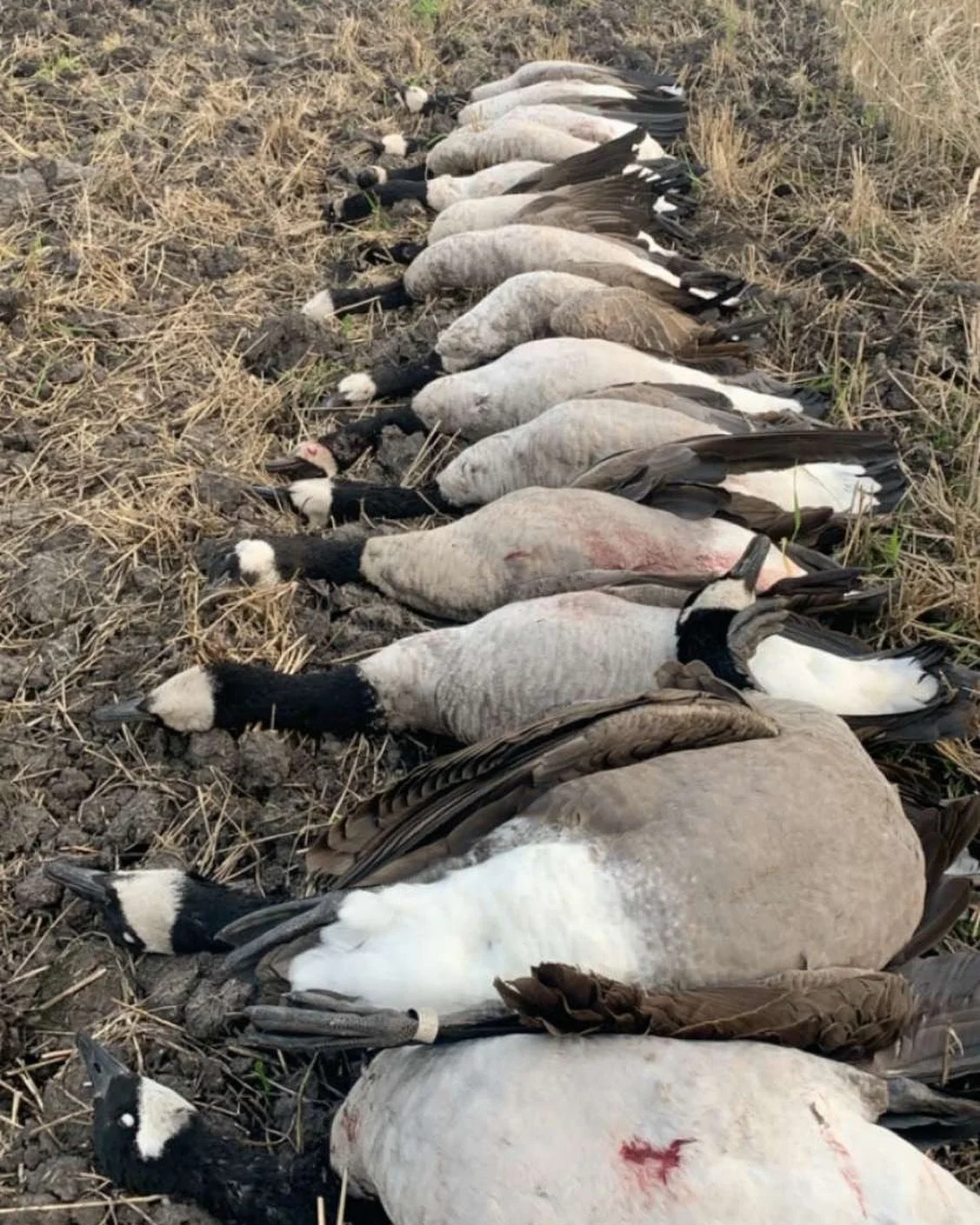 Not a bad way to end the Minnesota early goose season!! #feetdownwaterfowl #grind #teamfeet #legband #jewelry #moltgear #benelli #patternmaster #bigfootdecoys #bigalsilhouettes