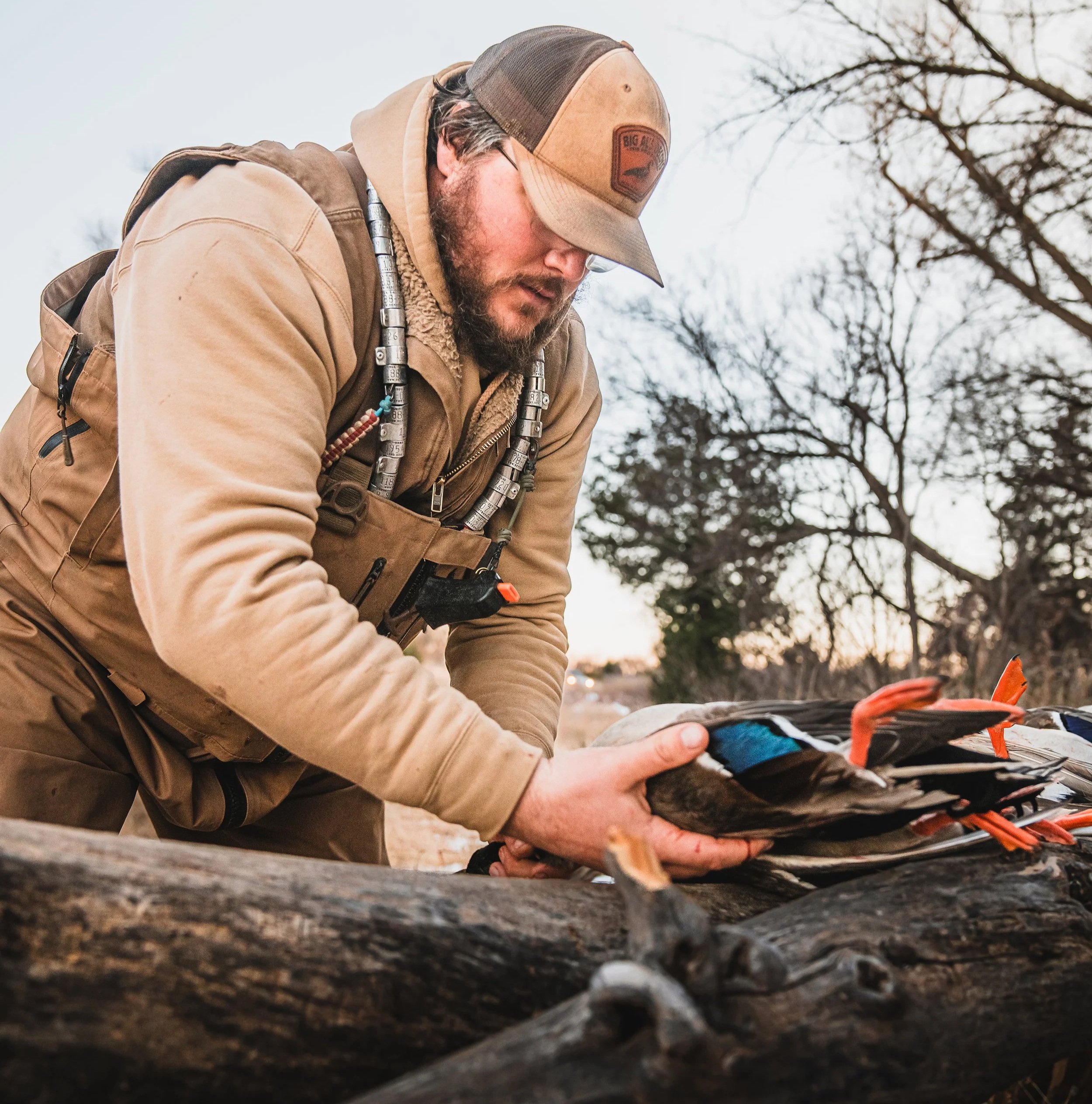 A man in outdoor gear is handling a bird near a fallen log, with bare trees in the background during dusk or dawn.