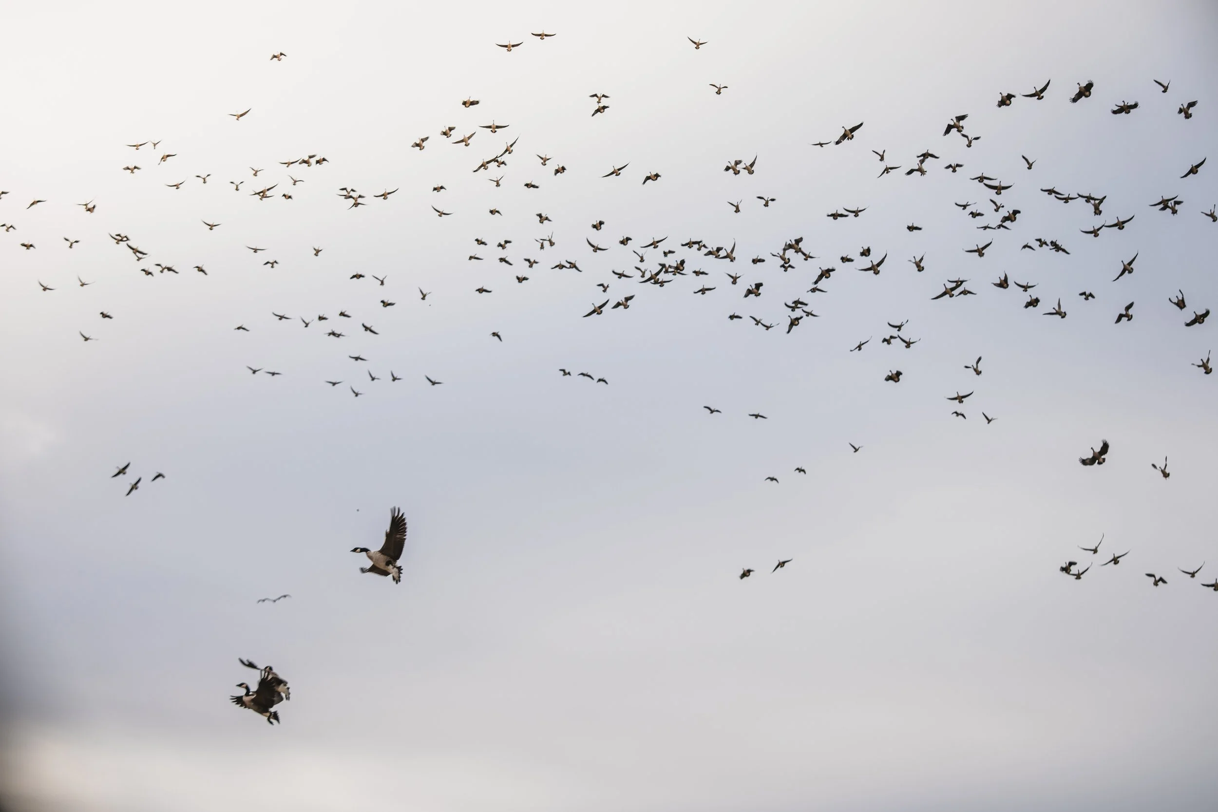 Flock of birds flying through a cloudy sky.