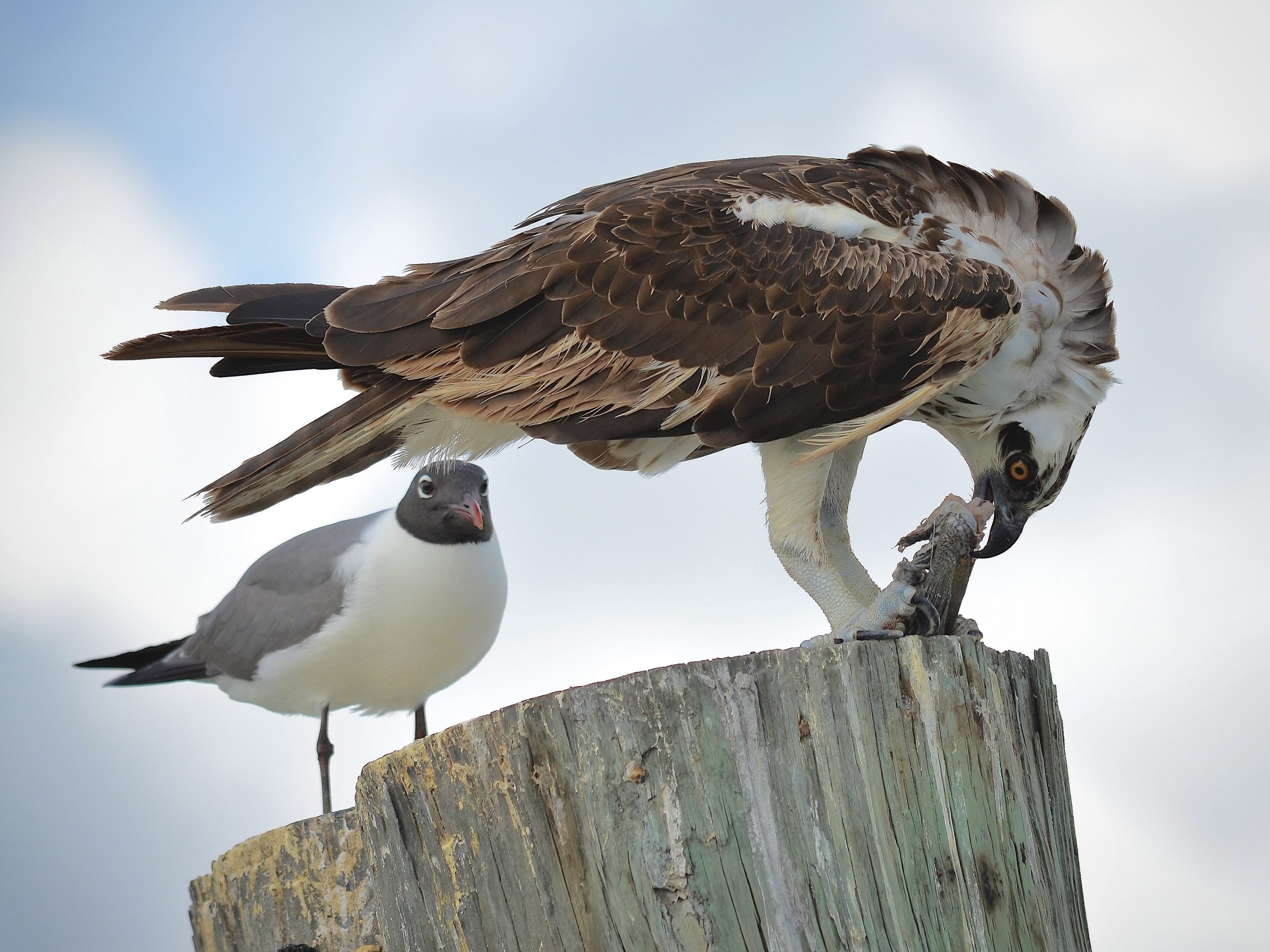 Osprey dining with a looky-loo, Honeymoon Island