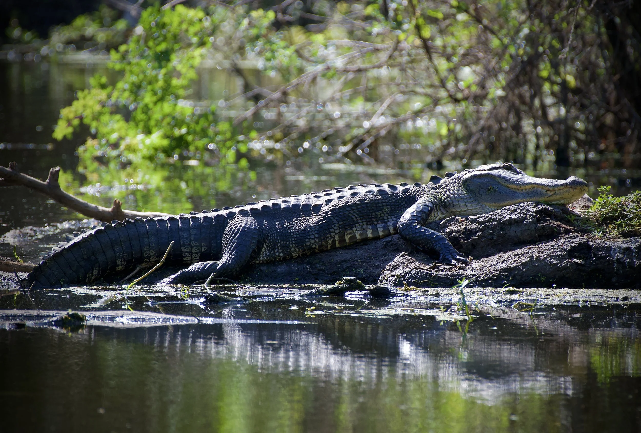 Lounging in Lakeland