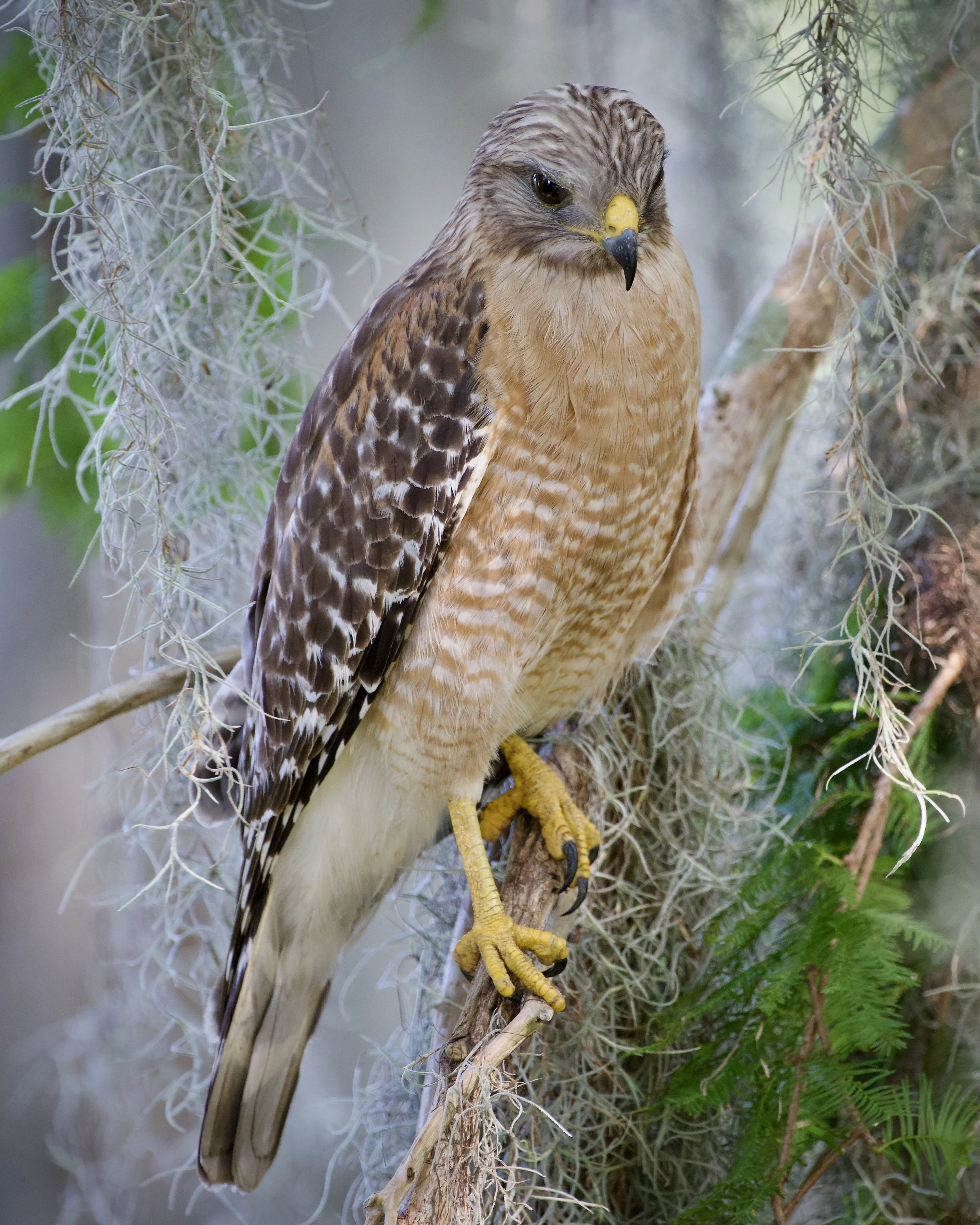 Red-shouldered hawk, Lakeland