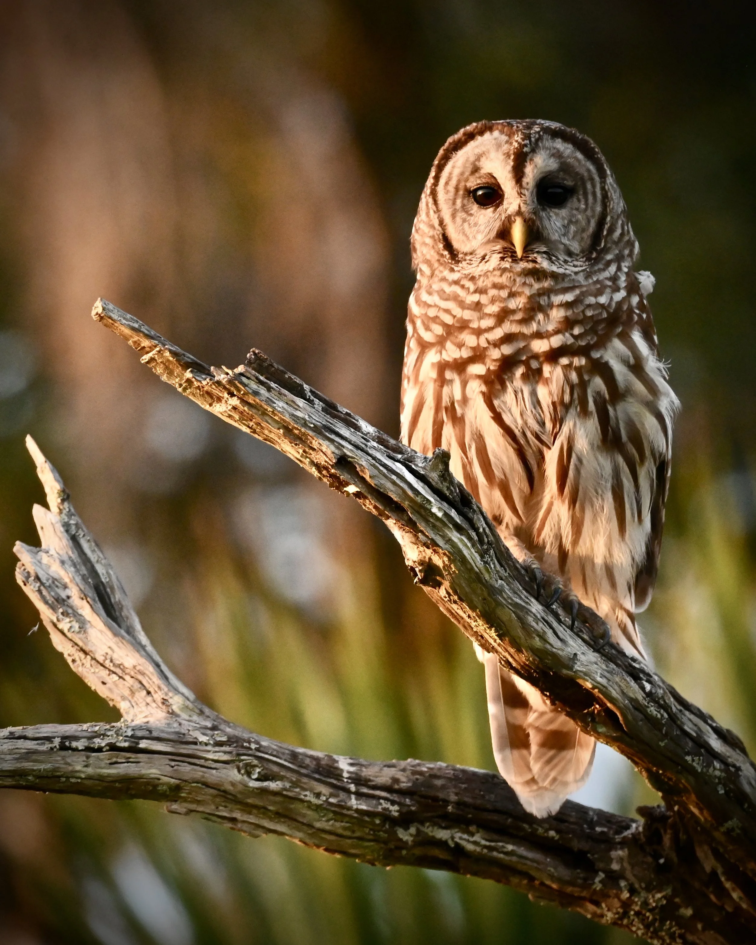 Barred owl, Orlando Wetlands