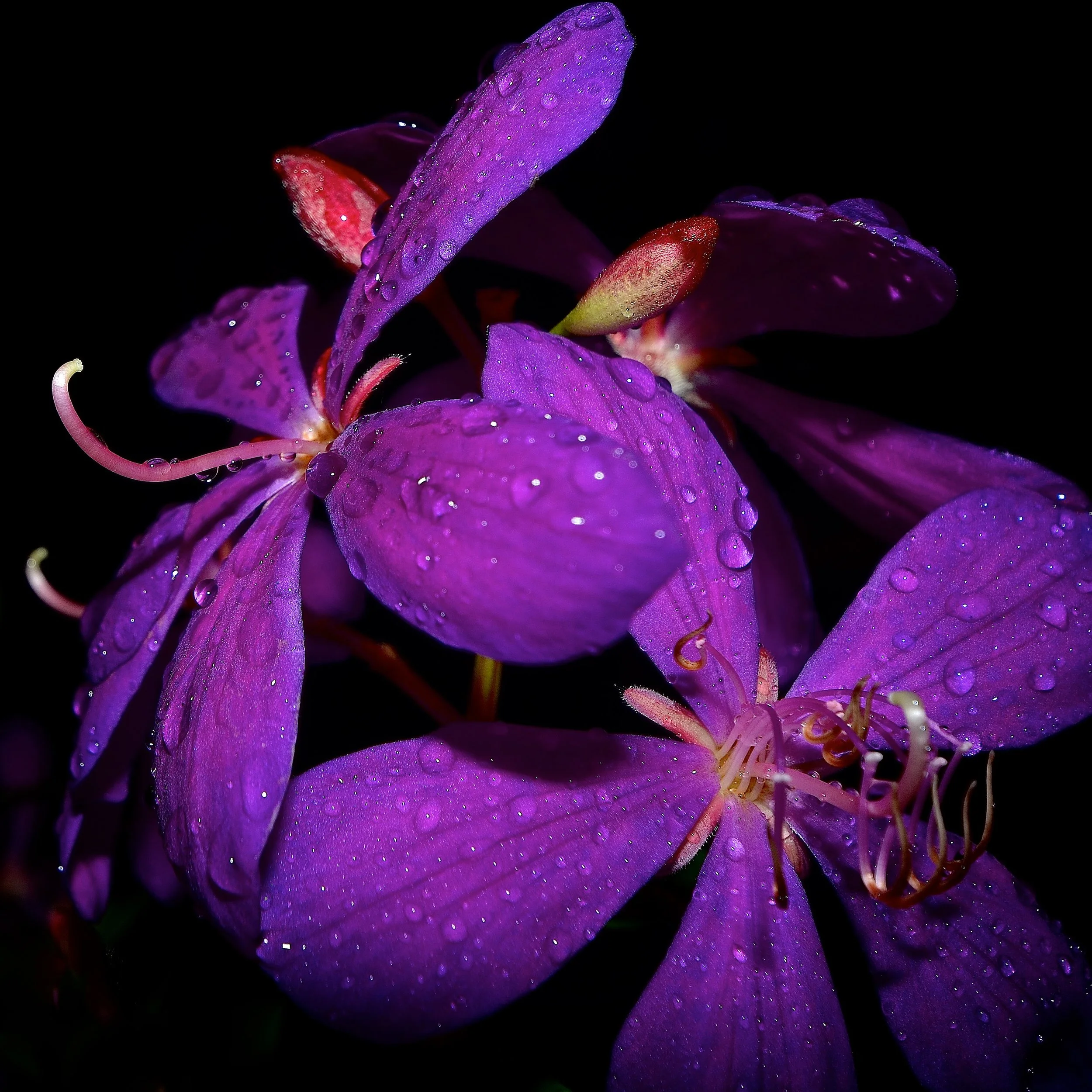 Tibouchina, front yard