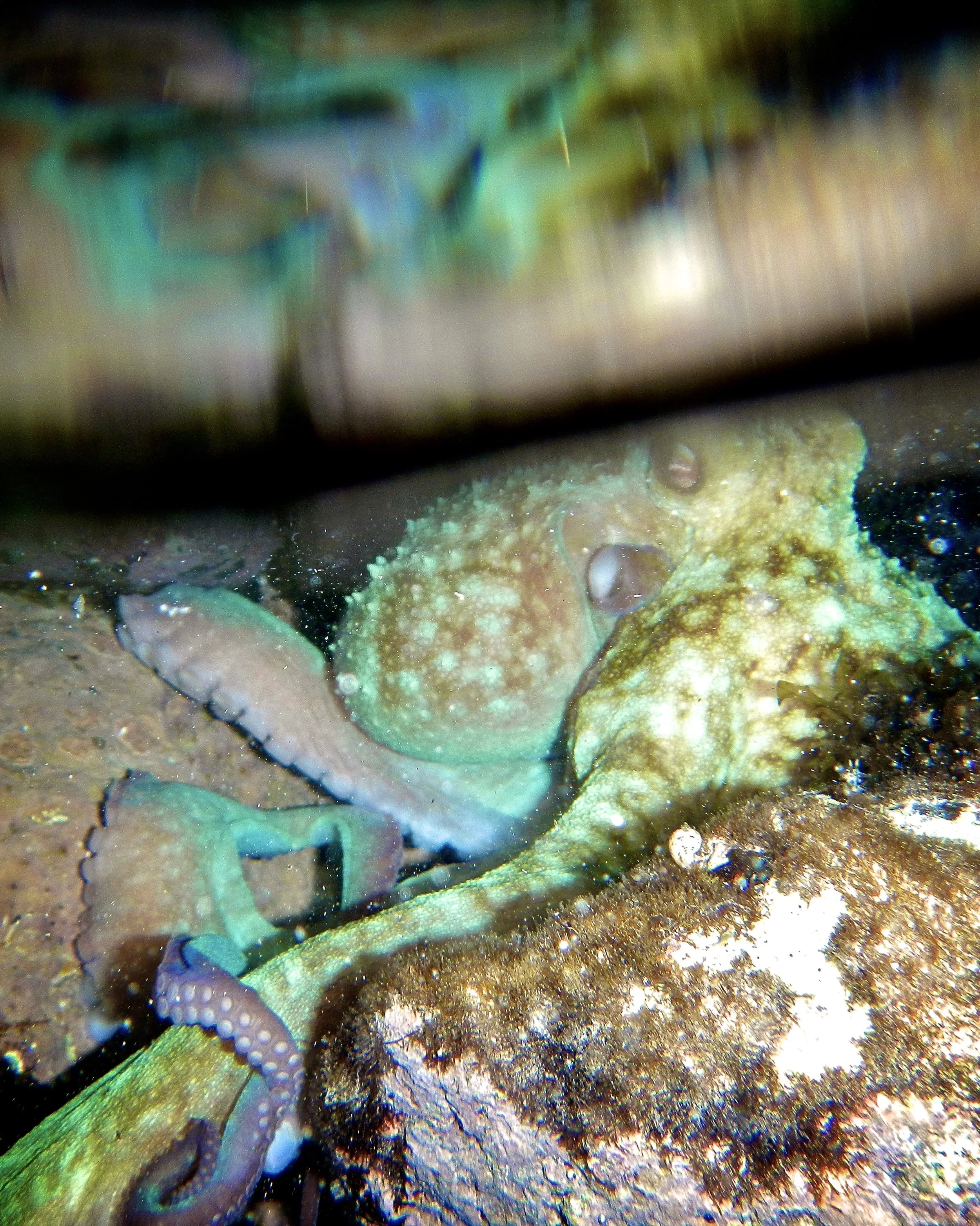 A curious octopus in Cozumel 