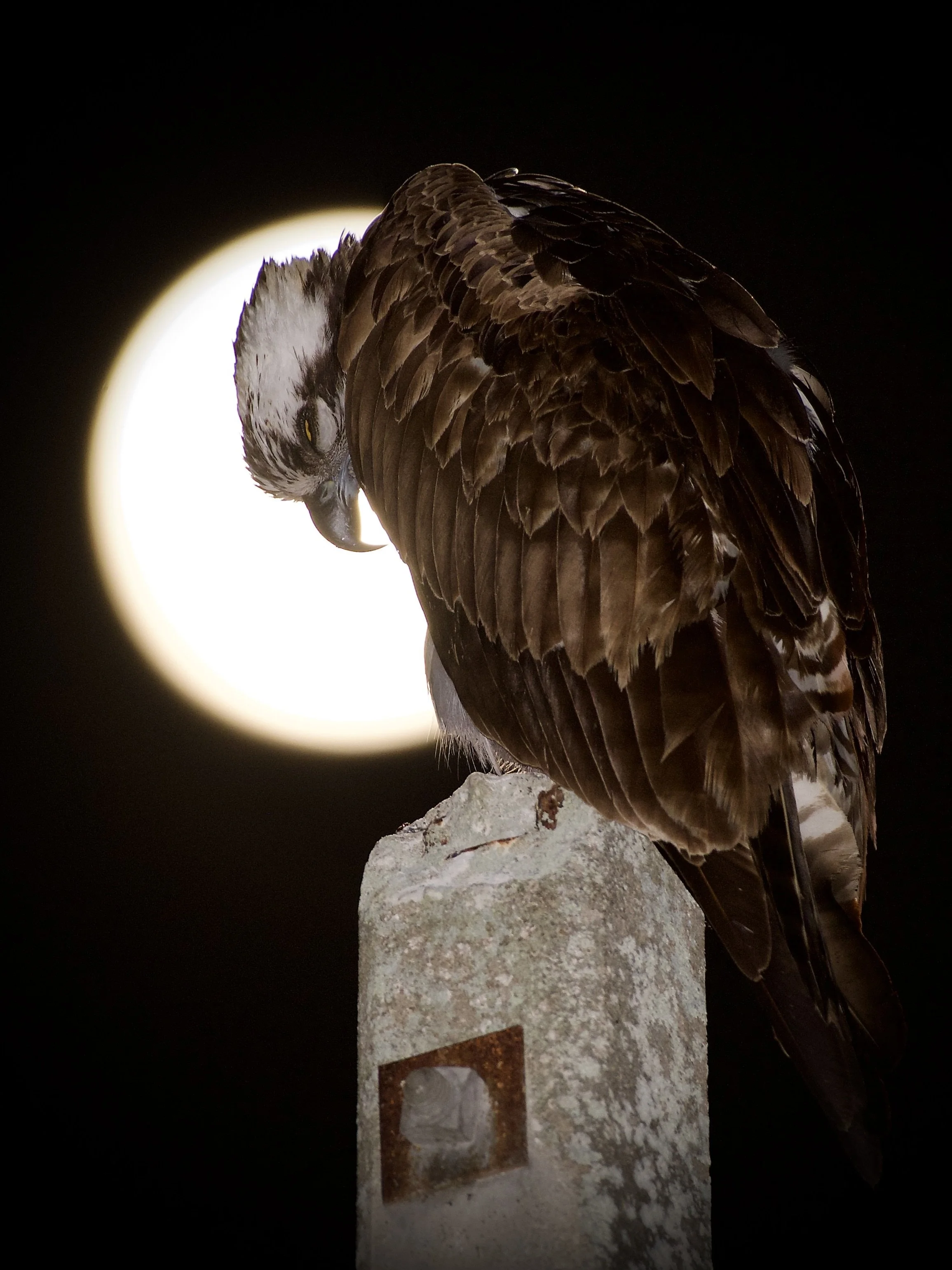 Sleeping osprey and the moon, Orlando