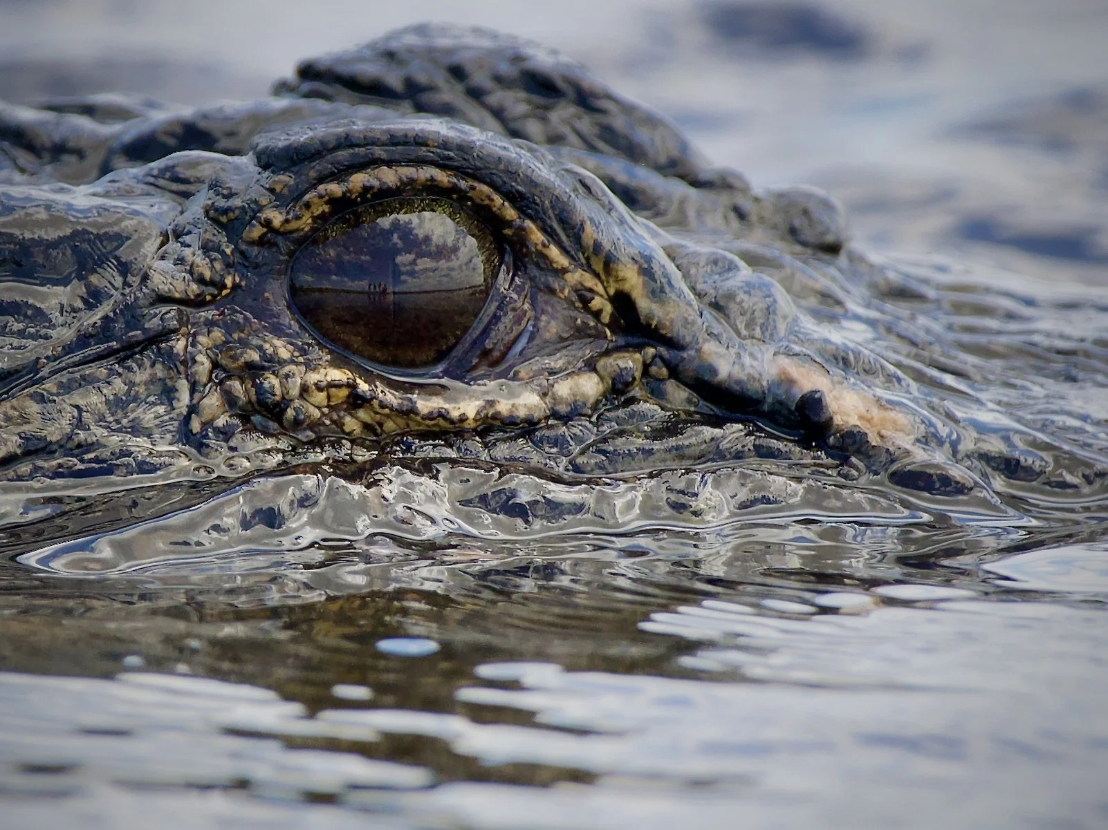 Gator eye reflecting four hikers, Myakka River State Park