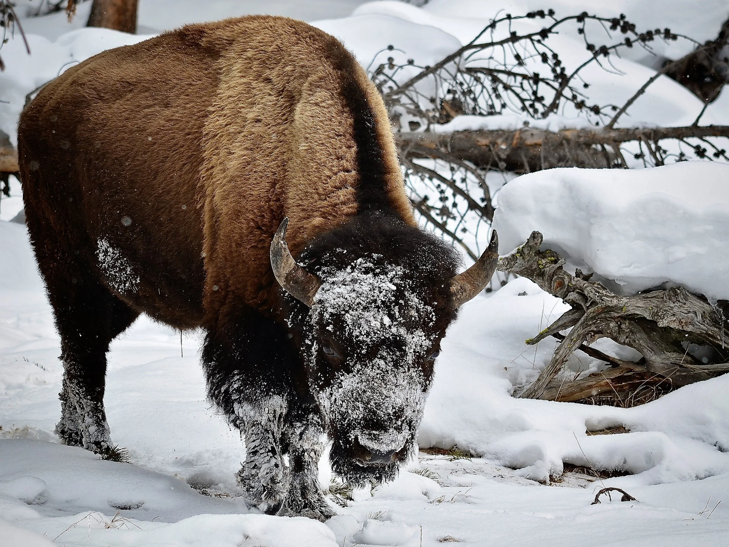 Bison in Yellowstone foraging in the snow