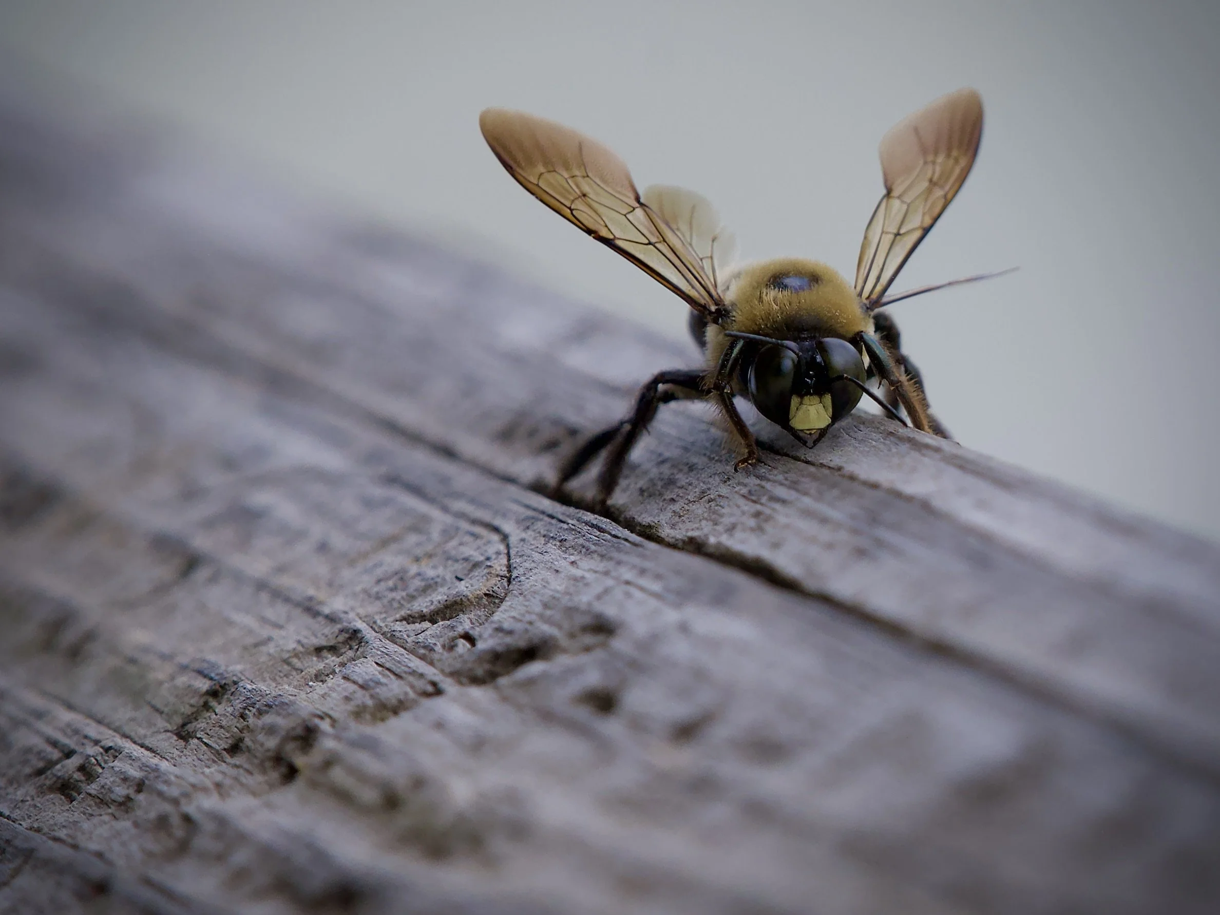 Carpenter bee, Lakeland