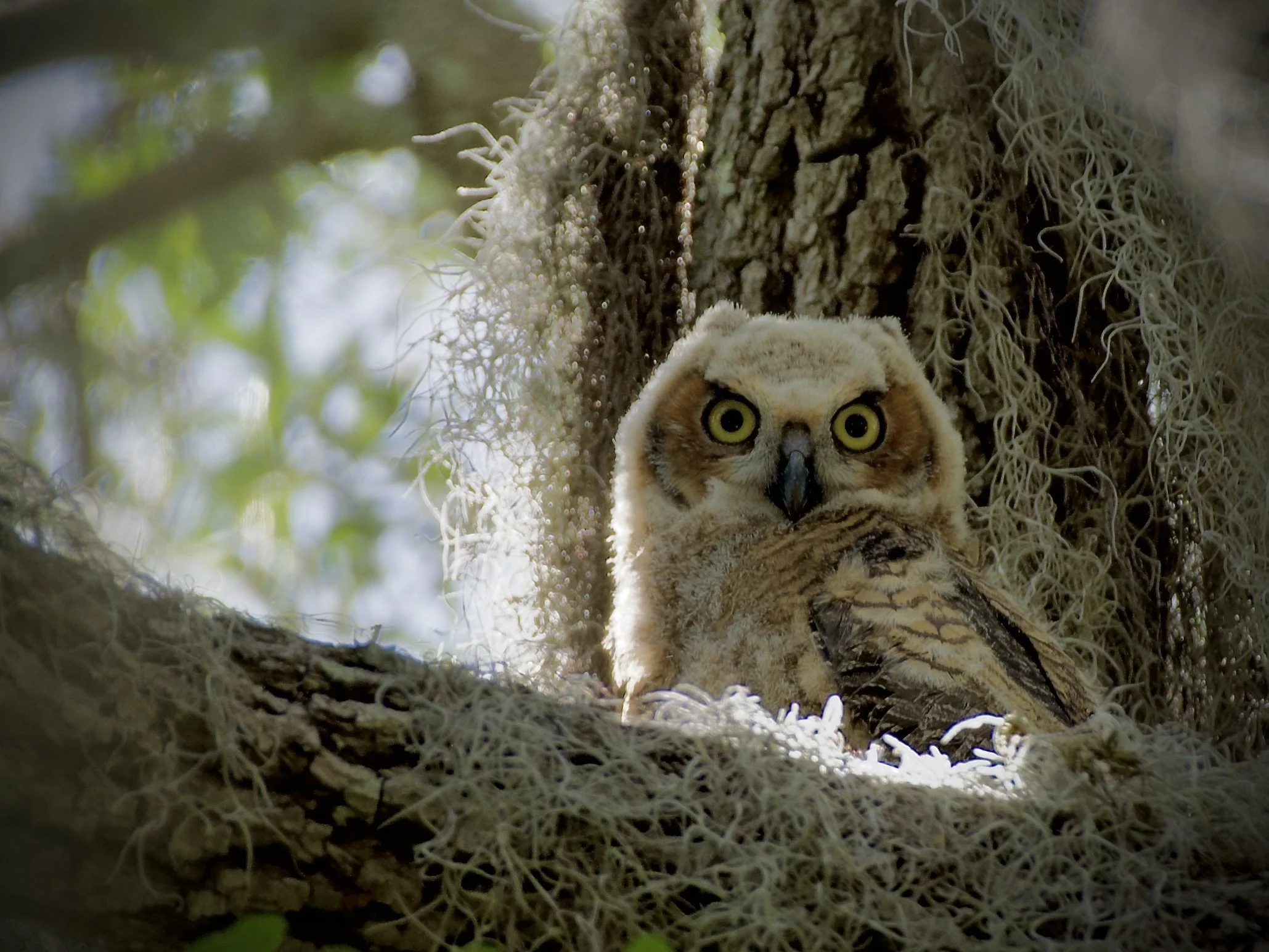 Great horned owlet, Lakeland