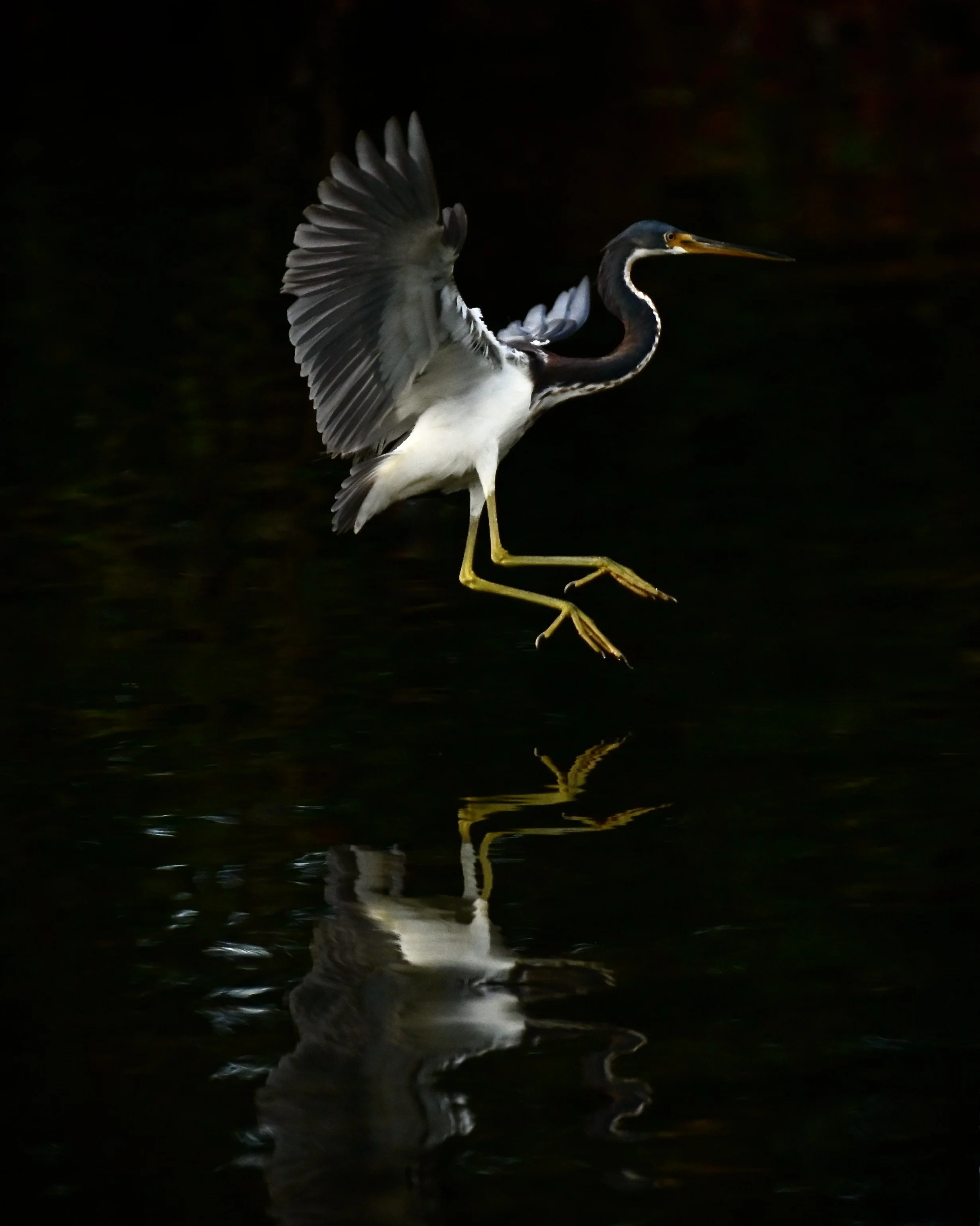 Tricolored heron, Orlando
