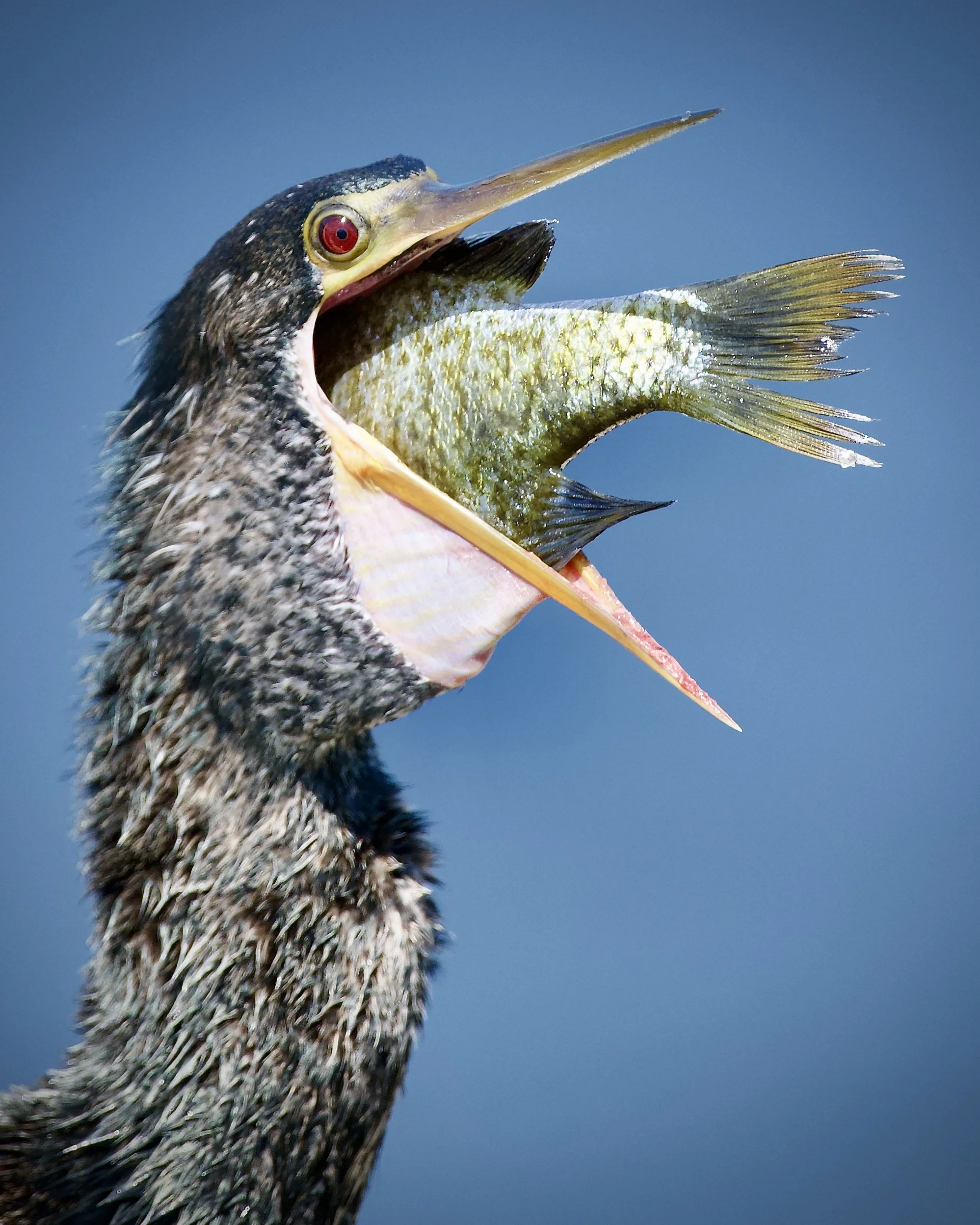Anhinga, Lakeland