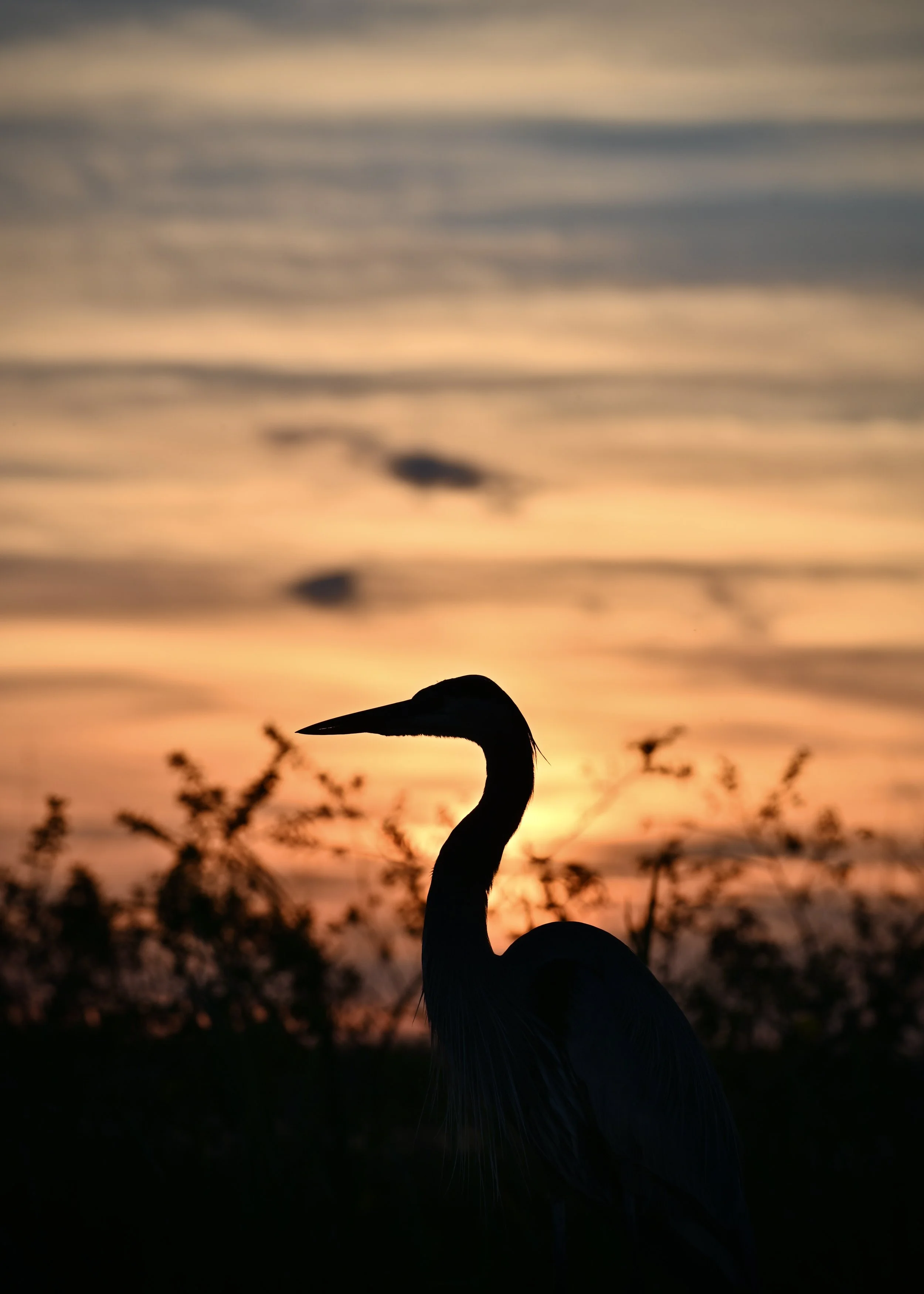 Sunset great blue heron, Apopka