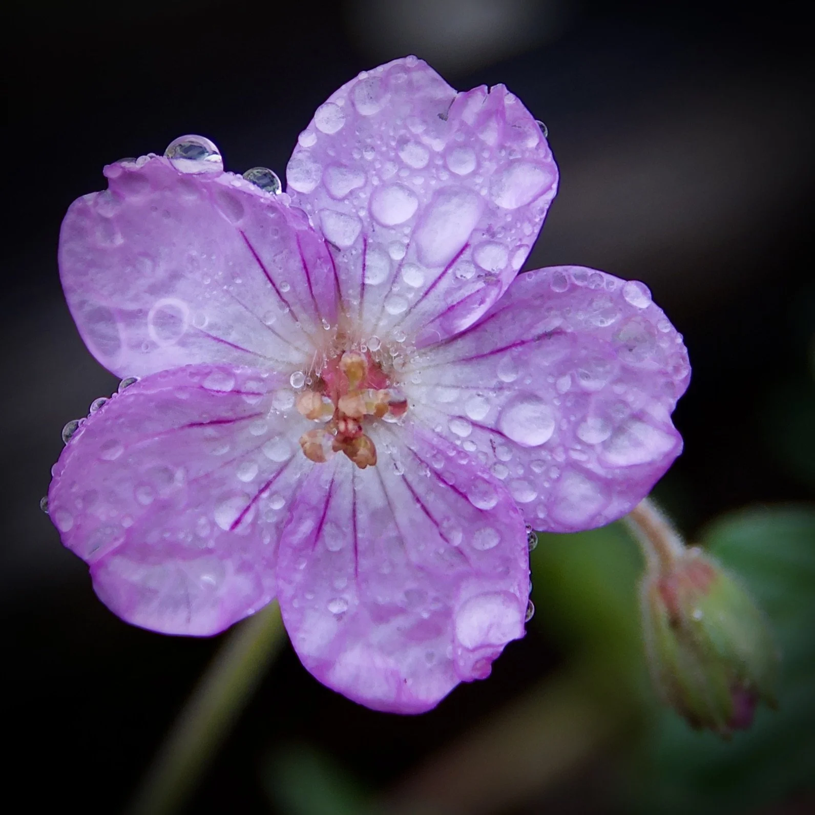 Wildflower in Colorado