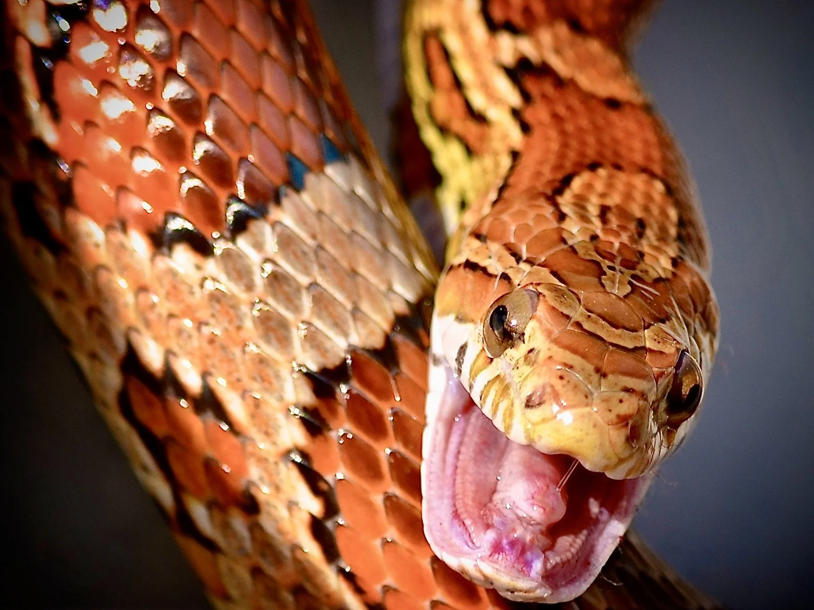 Turtoise the corn snake