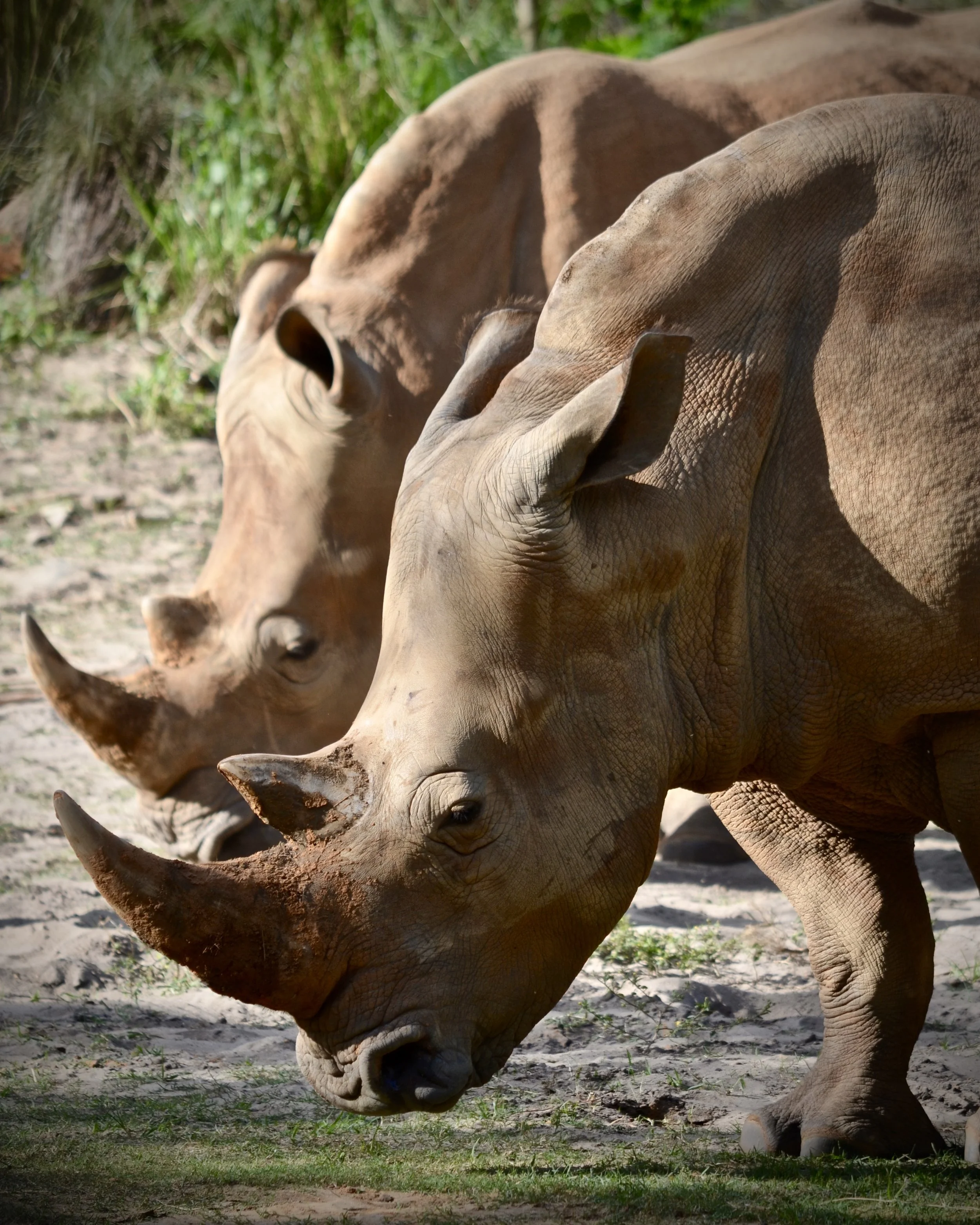 White rhinos at Animal Kingdom
