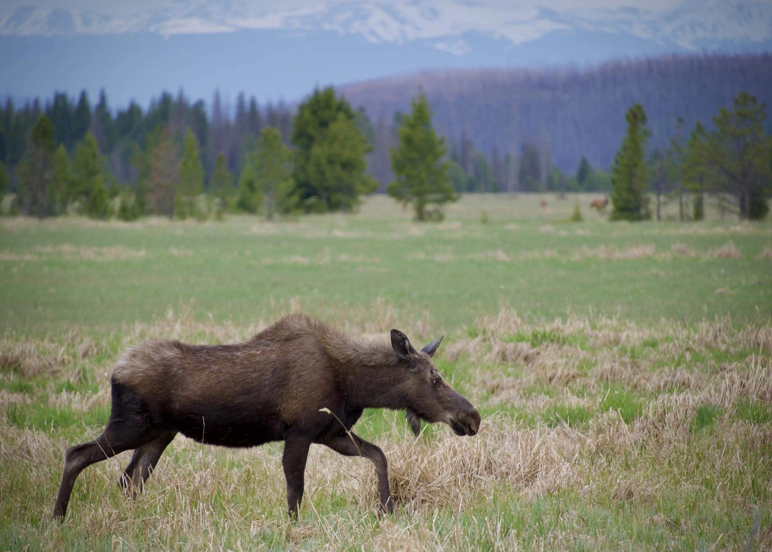 Moose mom in Rocky Mountain National Park