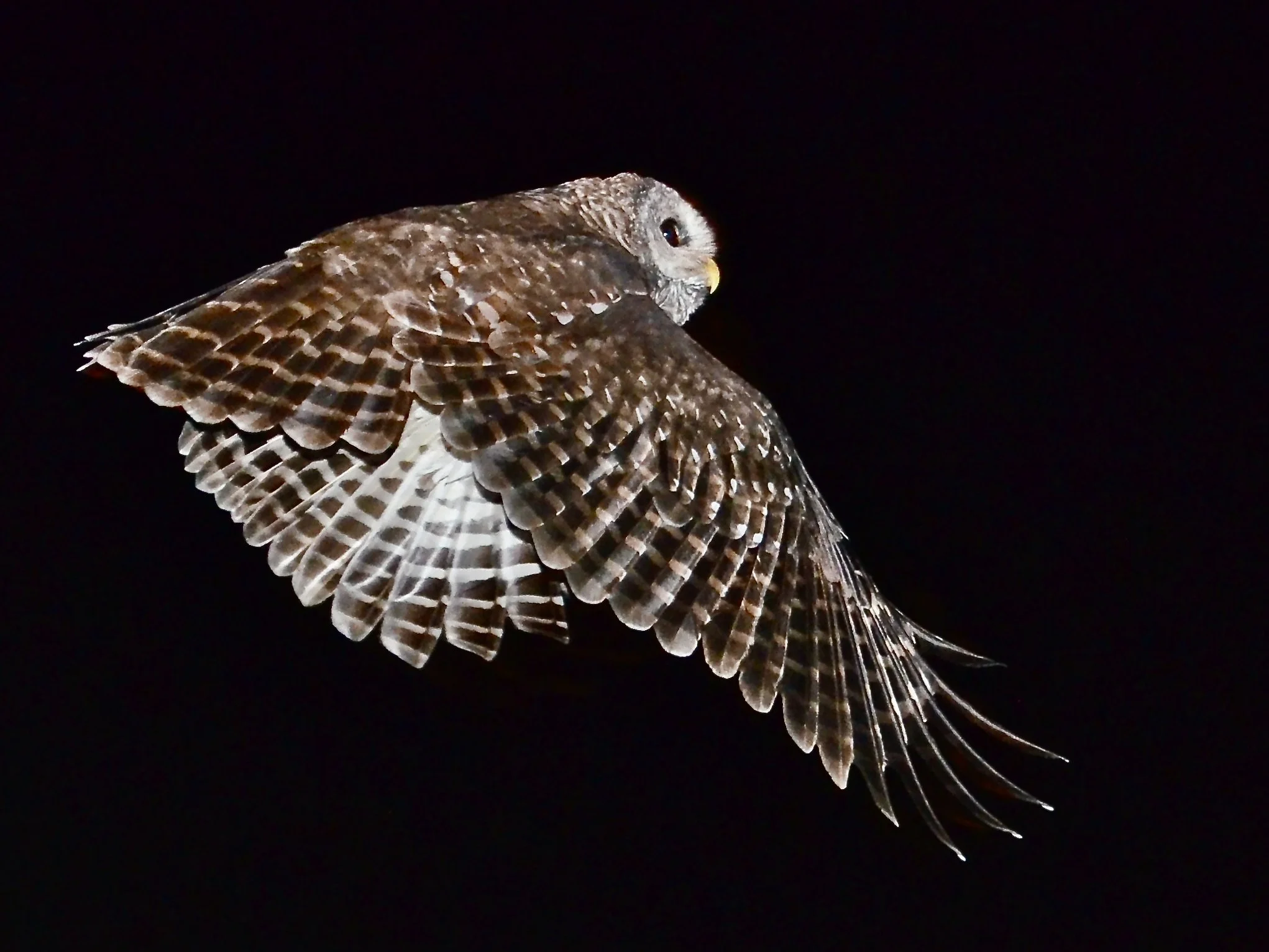 Barred owl, Orlando