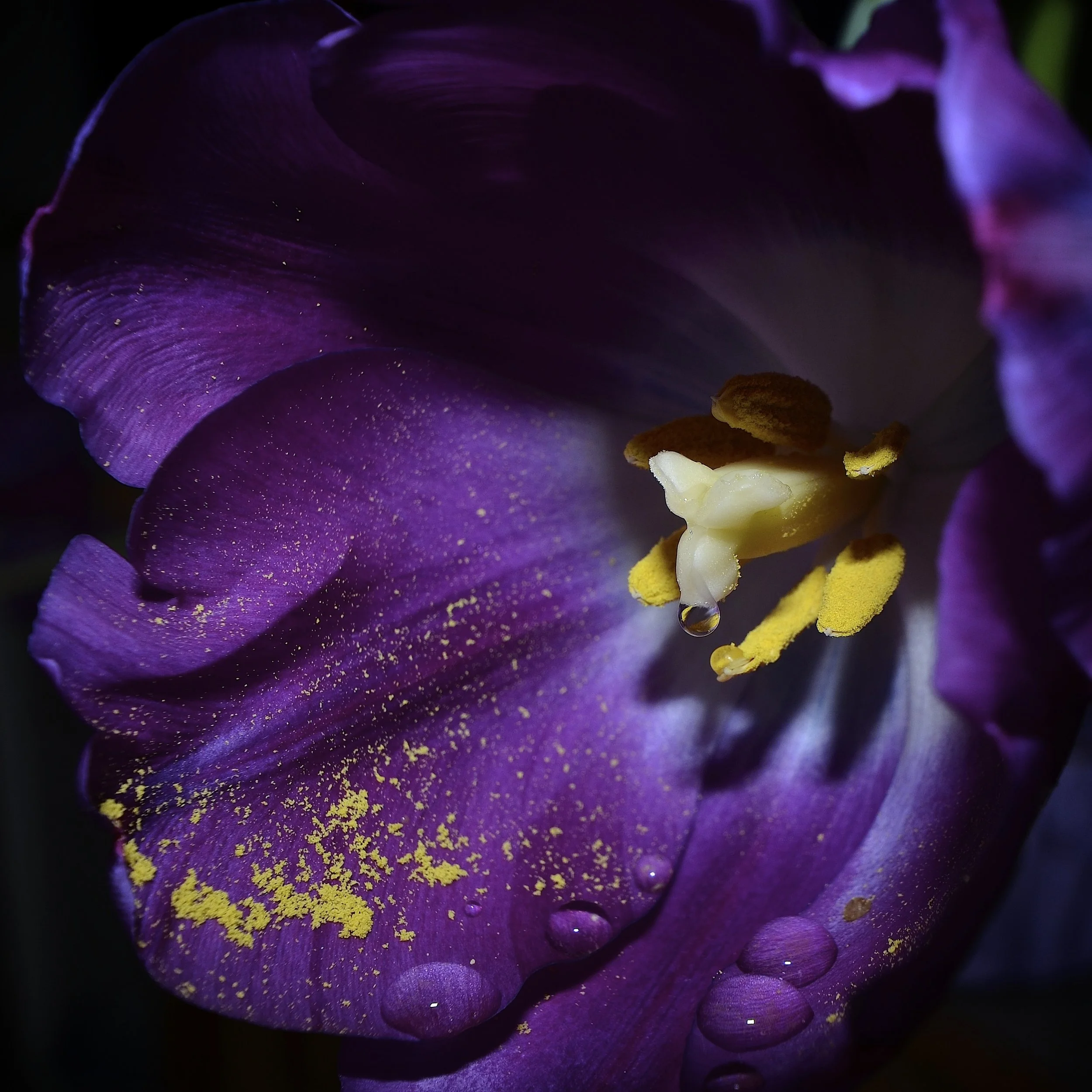 Tulip, Orlando