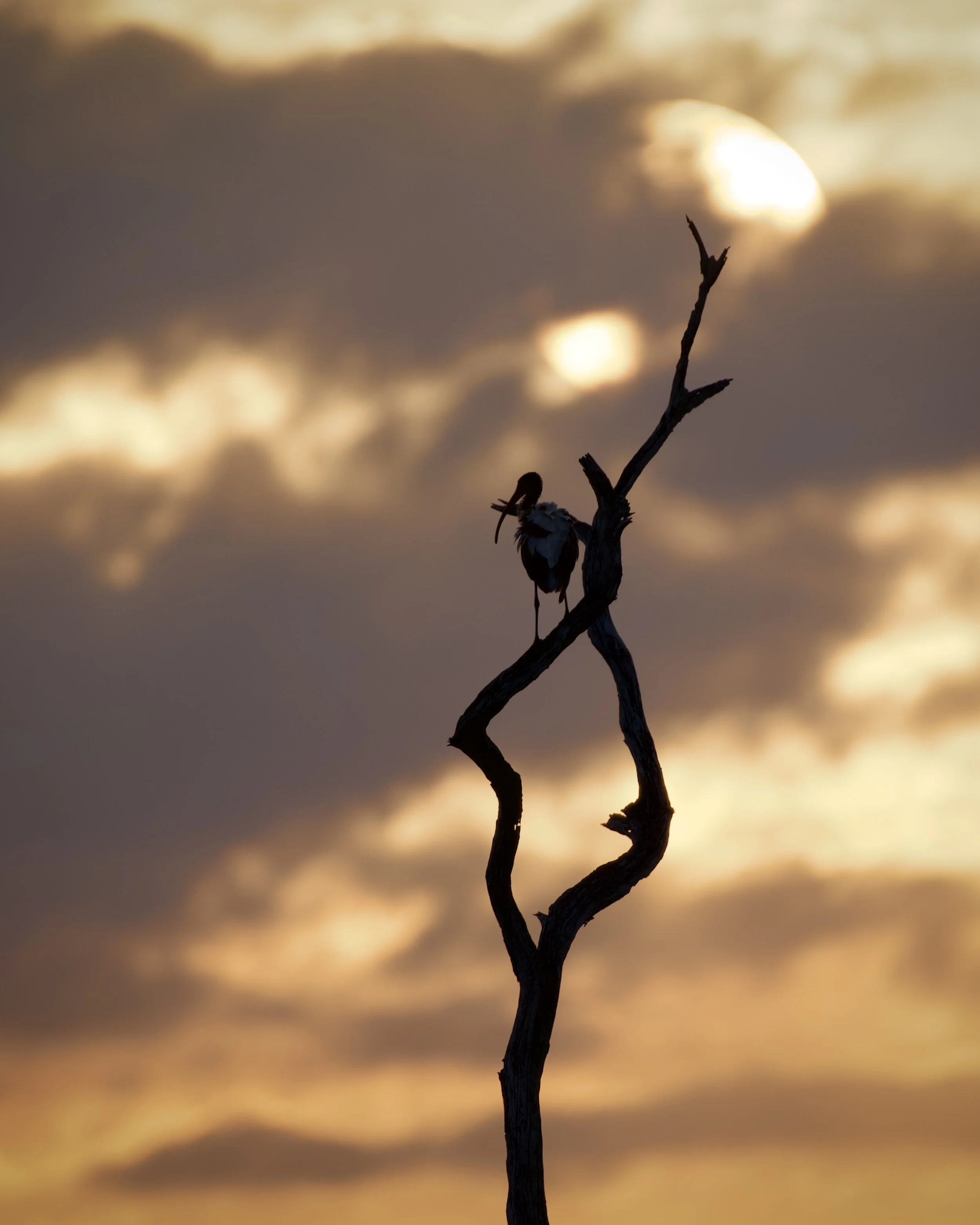 Ibis at sunset, Orlando Wetlands