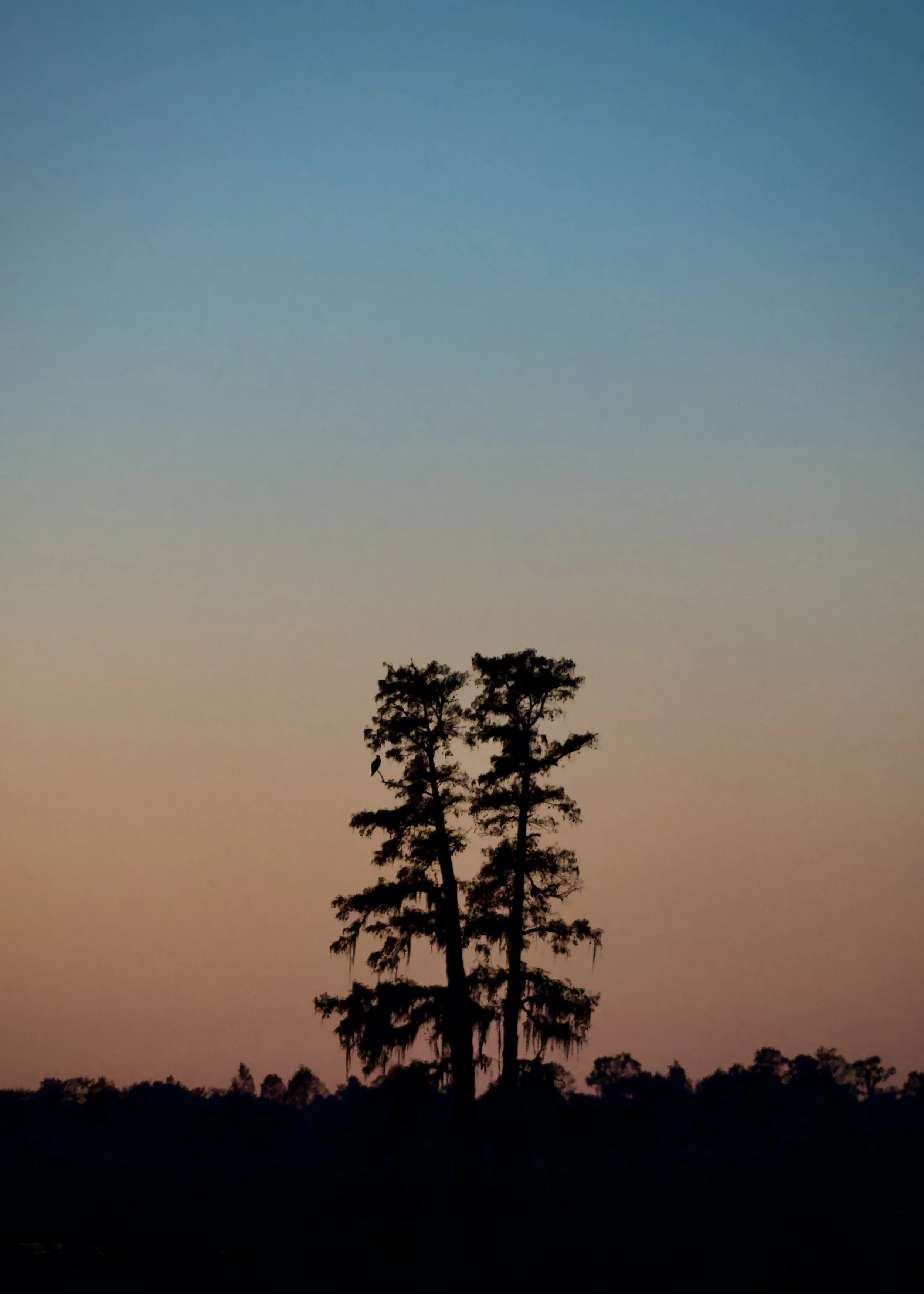 Our favorite cypress, Lakeland