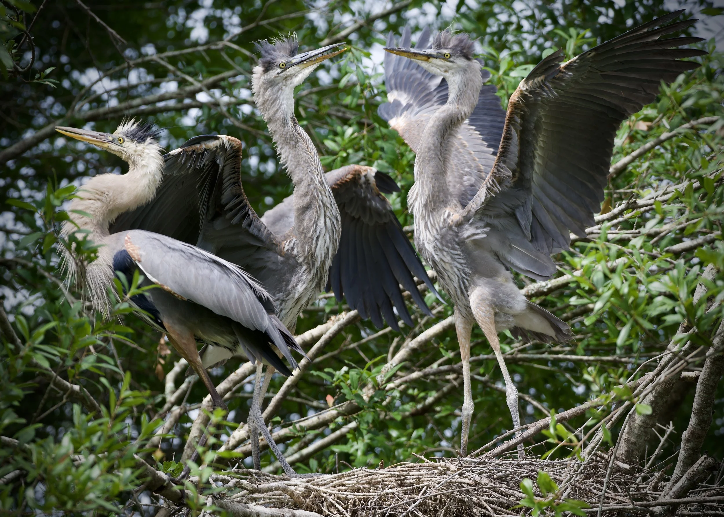 Great blue heron nestlings, Lakeland