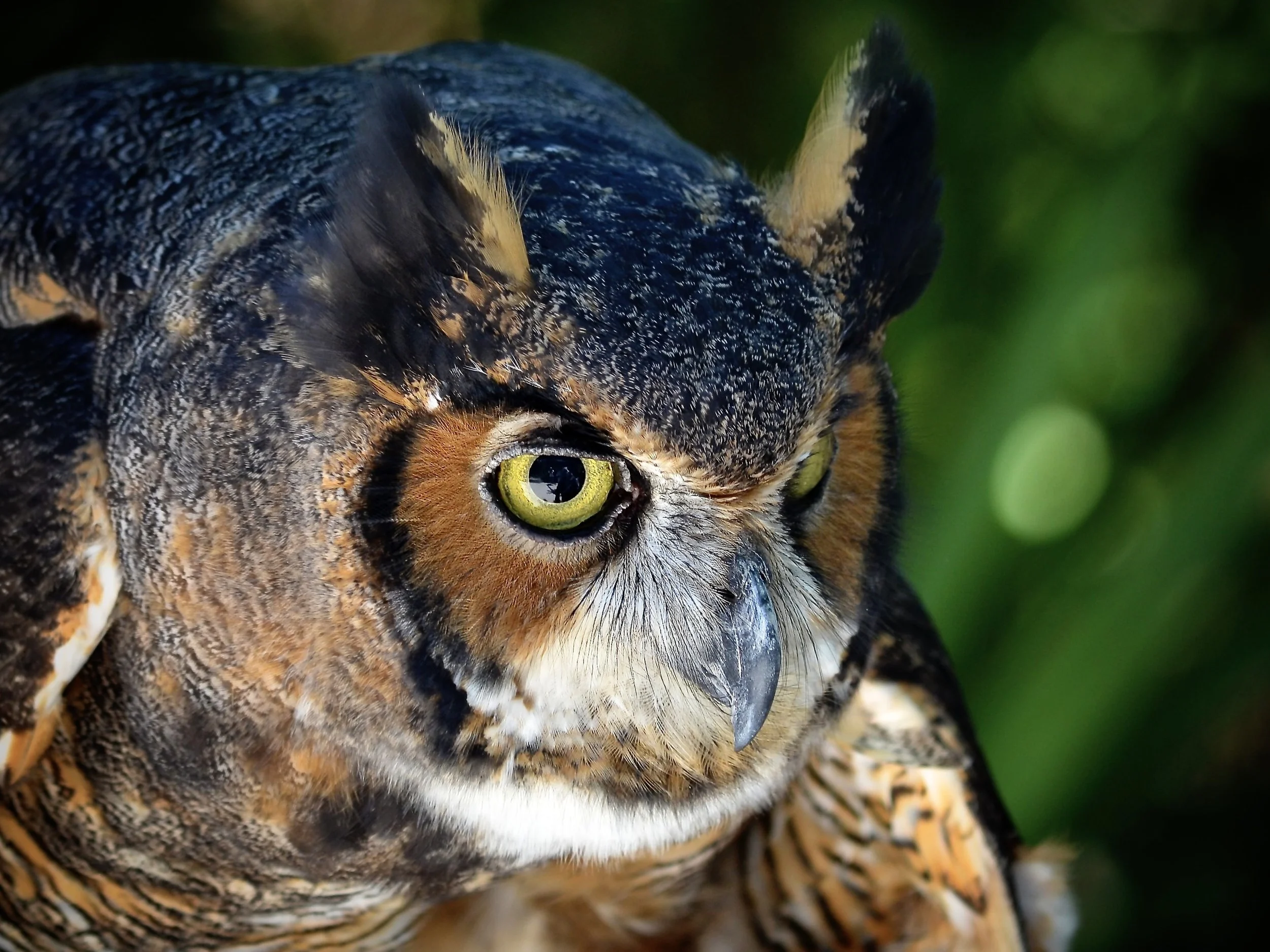 Great horned owl, Gatorland