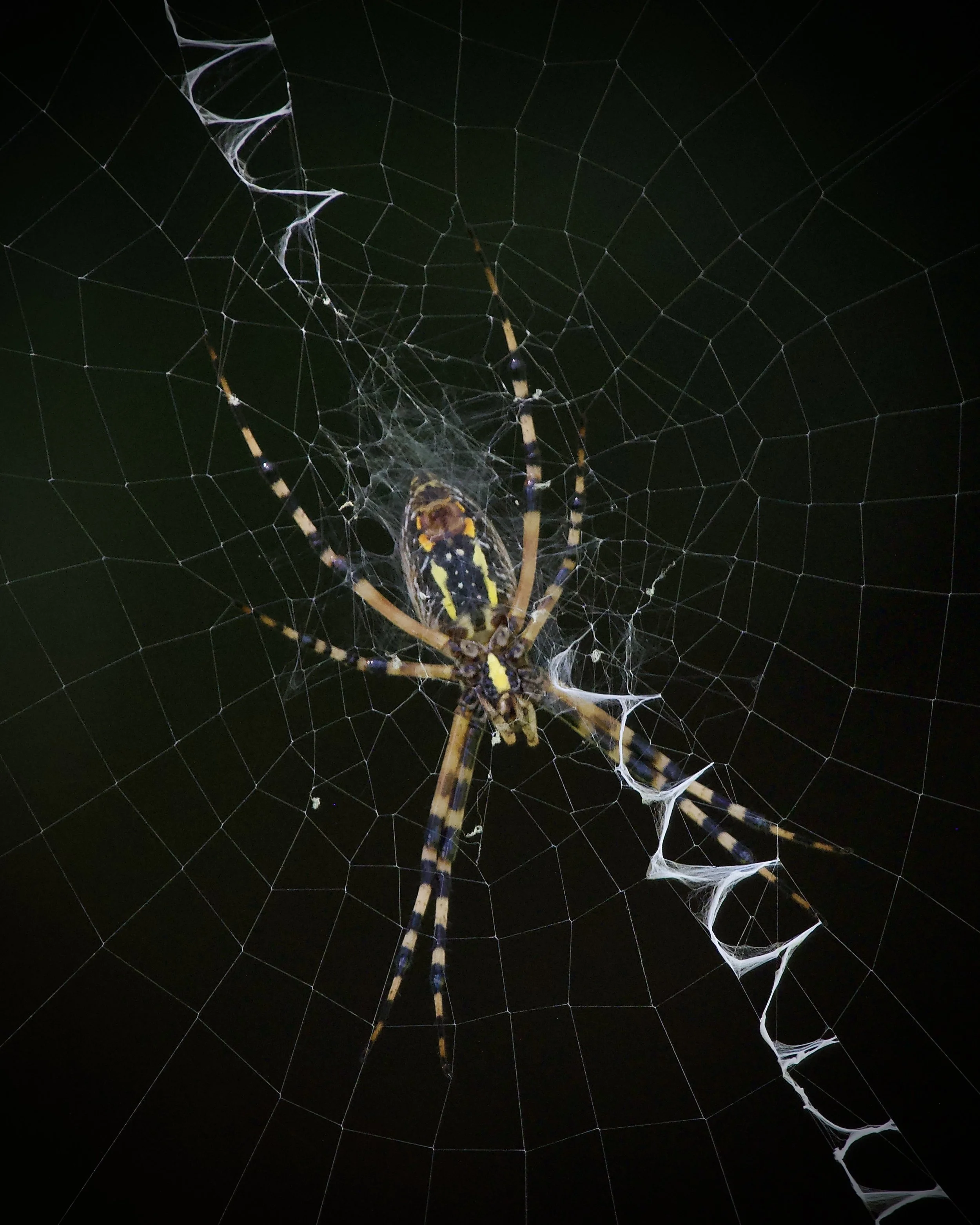 Black-and-yellow argiope, Lakeland