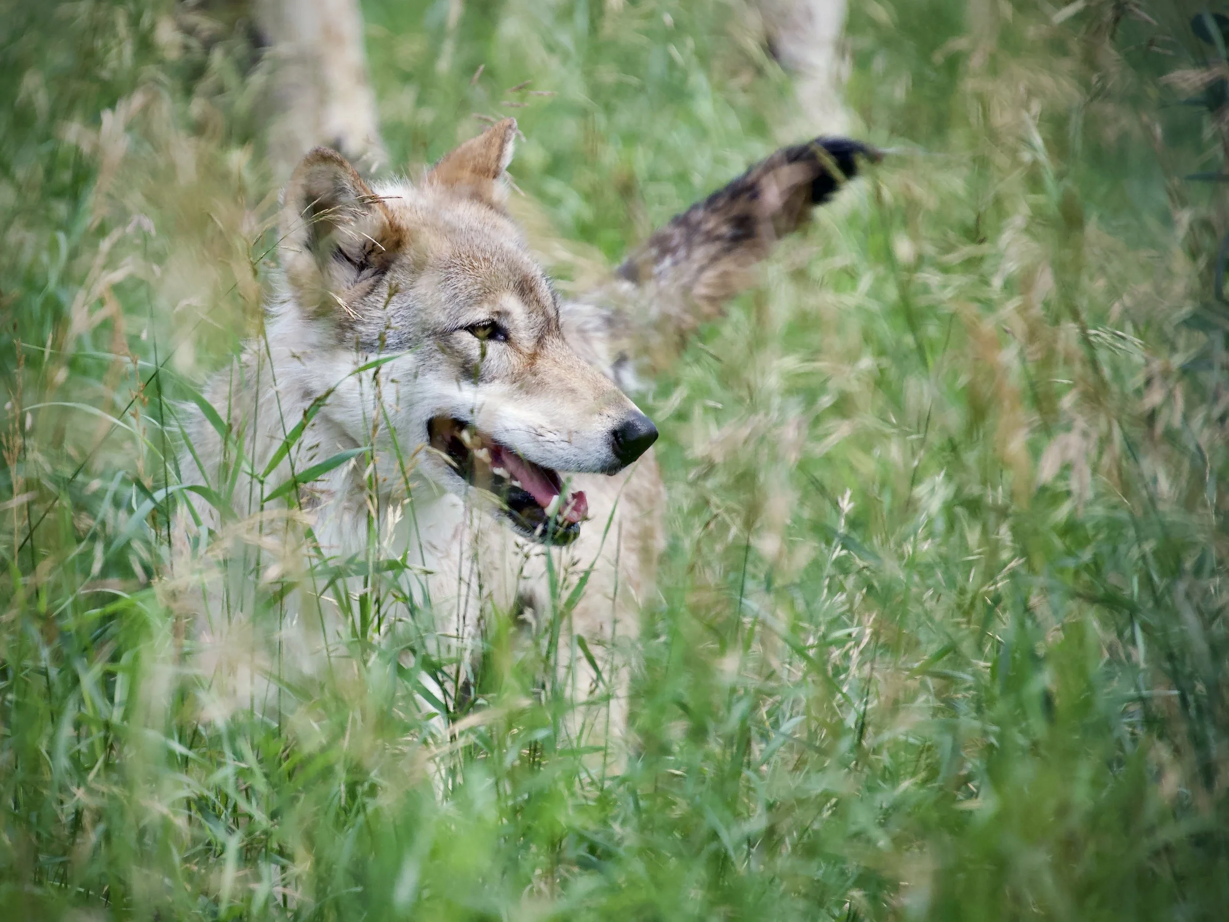Yamnuska Wolfdog Sanctuary, Alberta