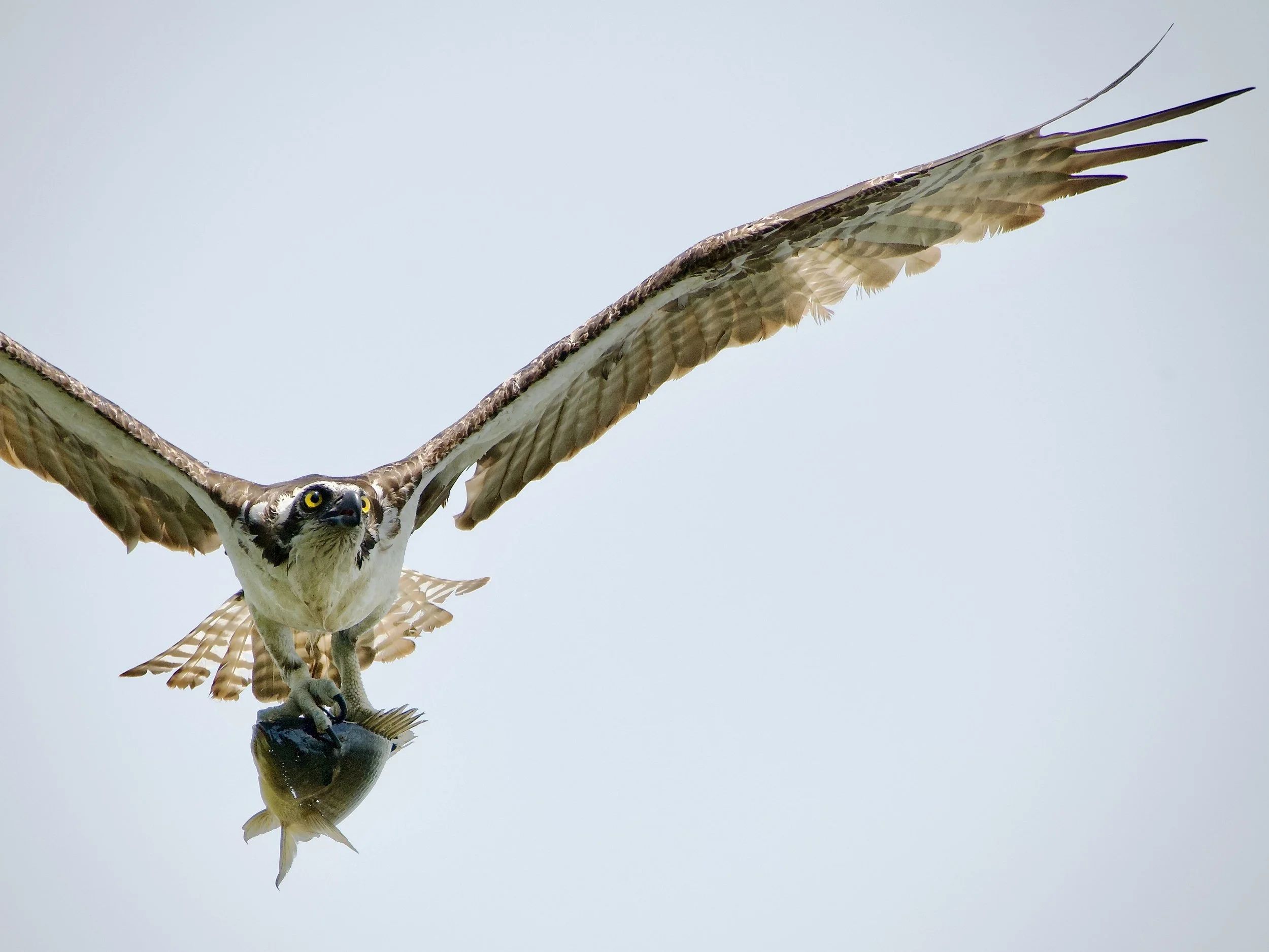 Osprey, Lakeland