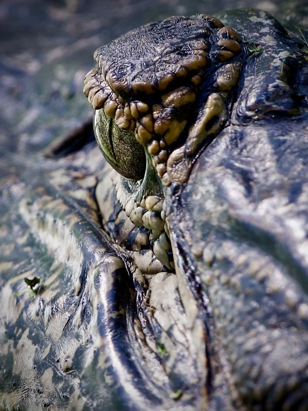Gator peeper, Lakeland