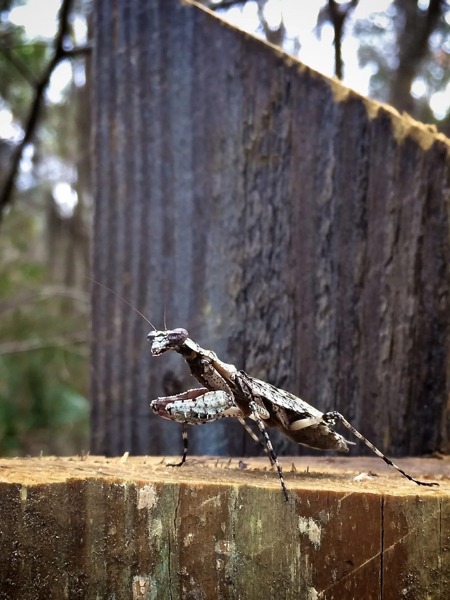 Praying mantis, Gainesville, FL