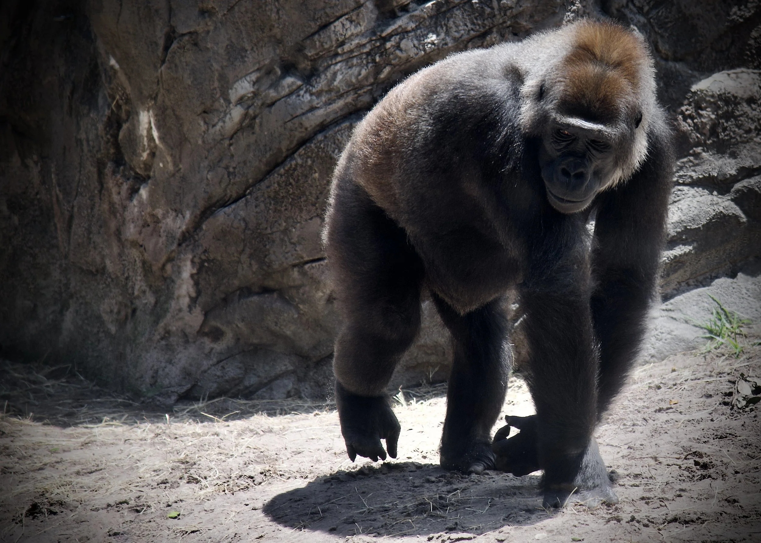 Western lowland gorilla at Animal Kingdom