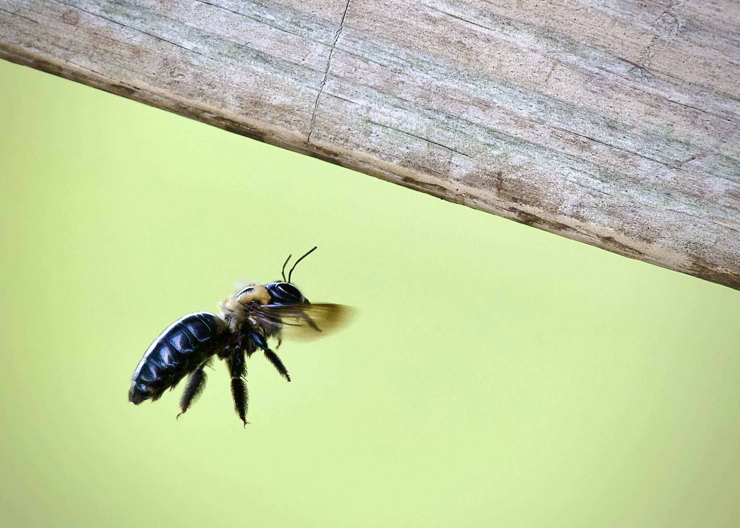 Carpenter bee, Lakeland