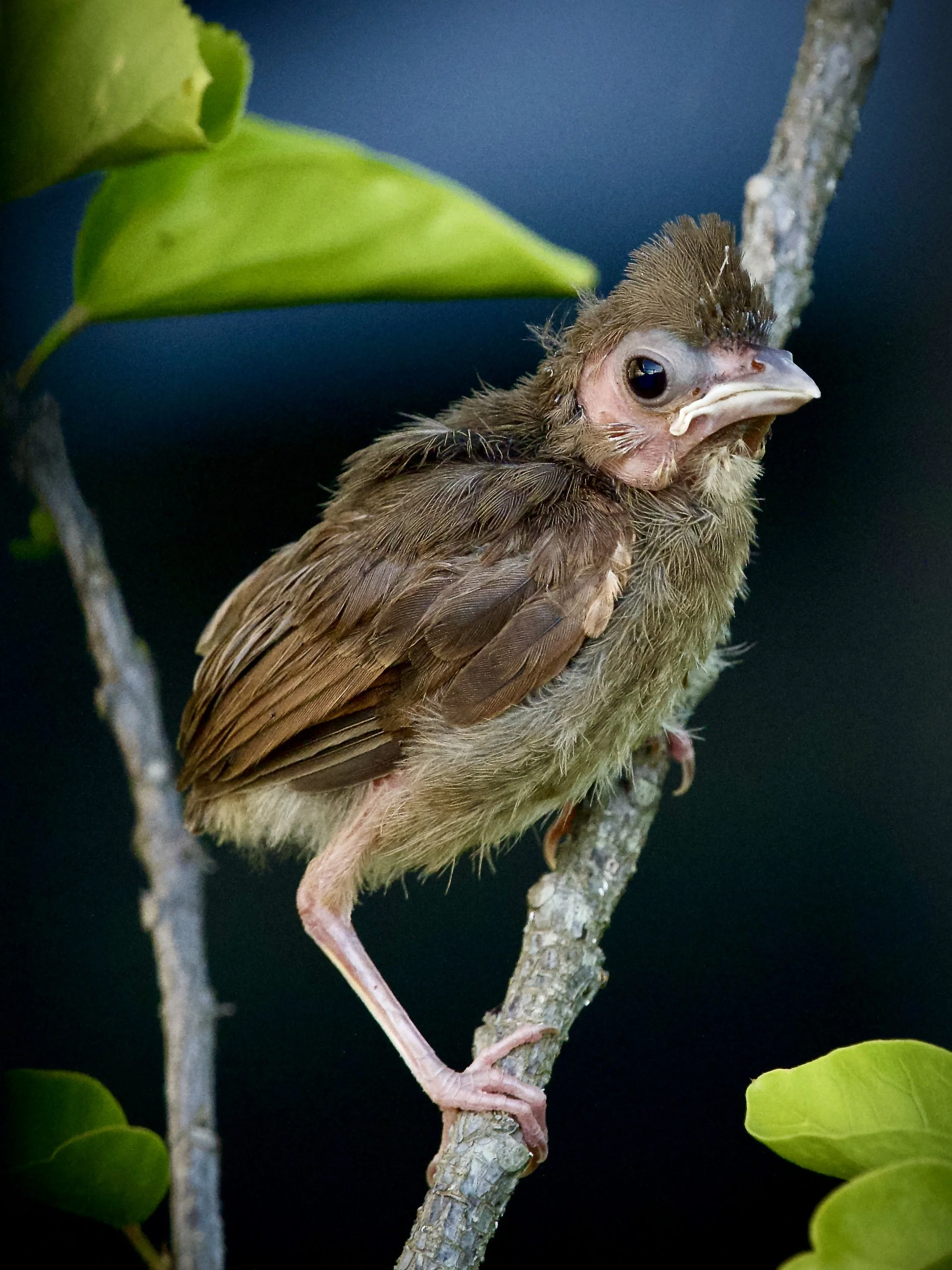 Cardinal nestling, Orlando