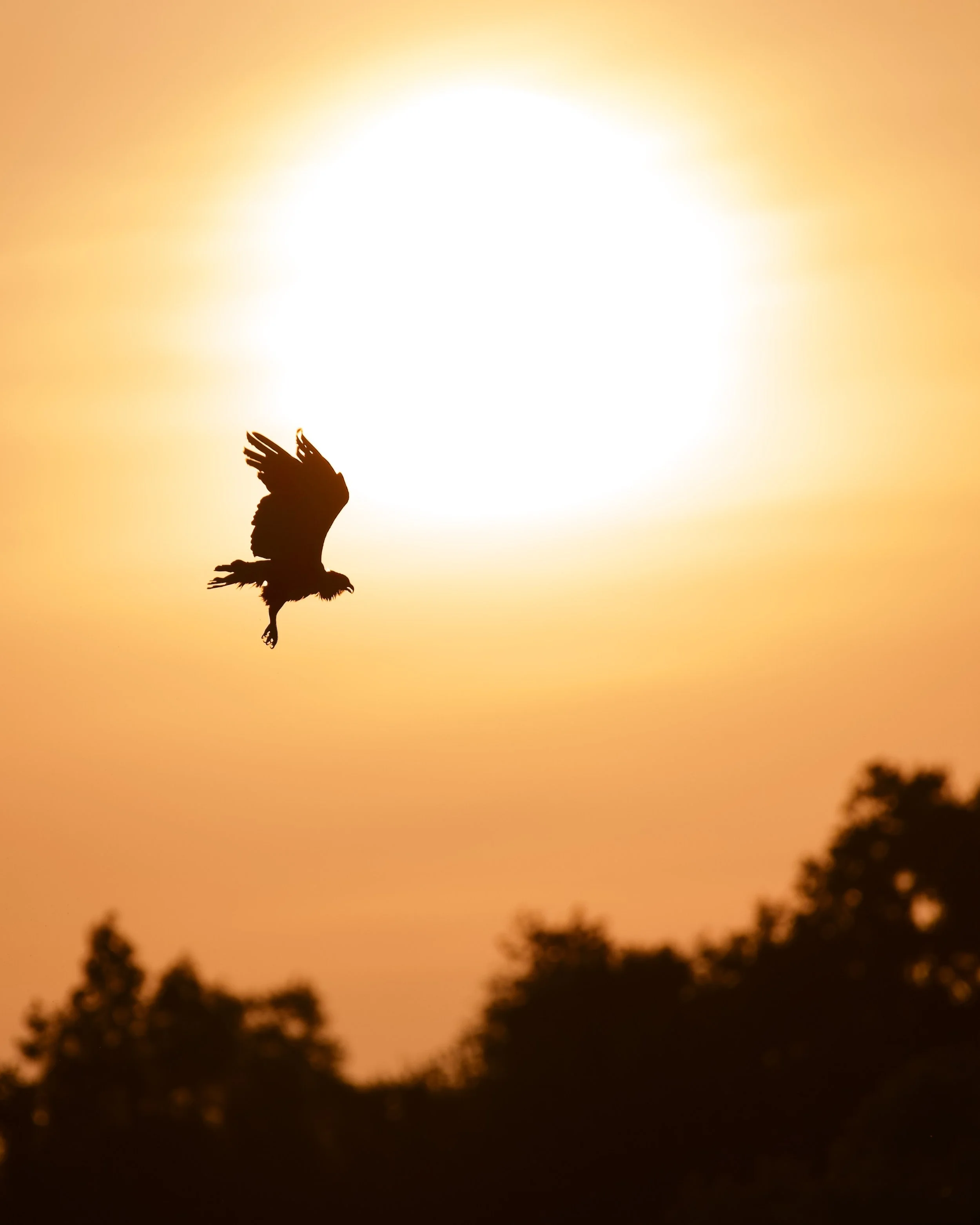 Sunrise osprey, Lakeland