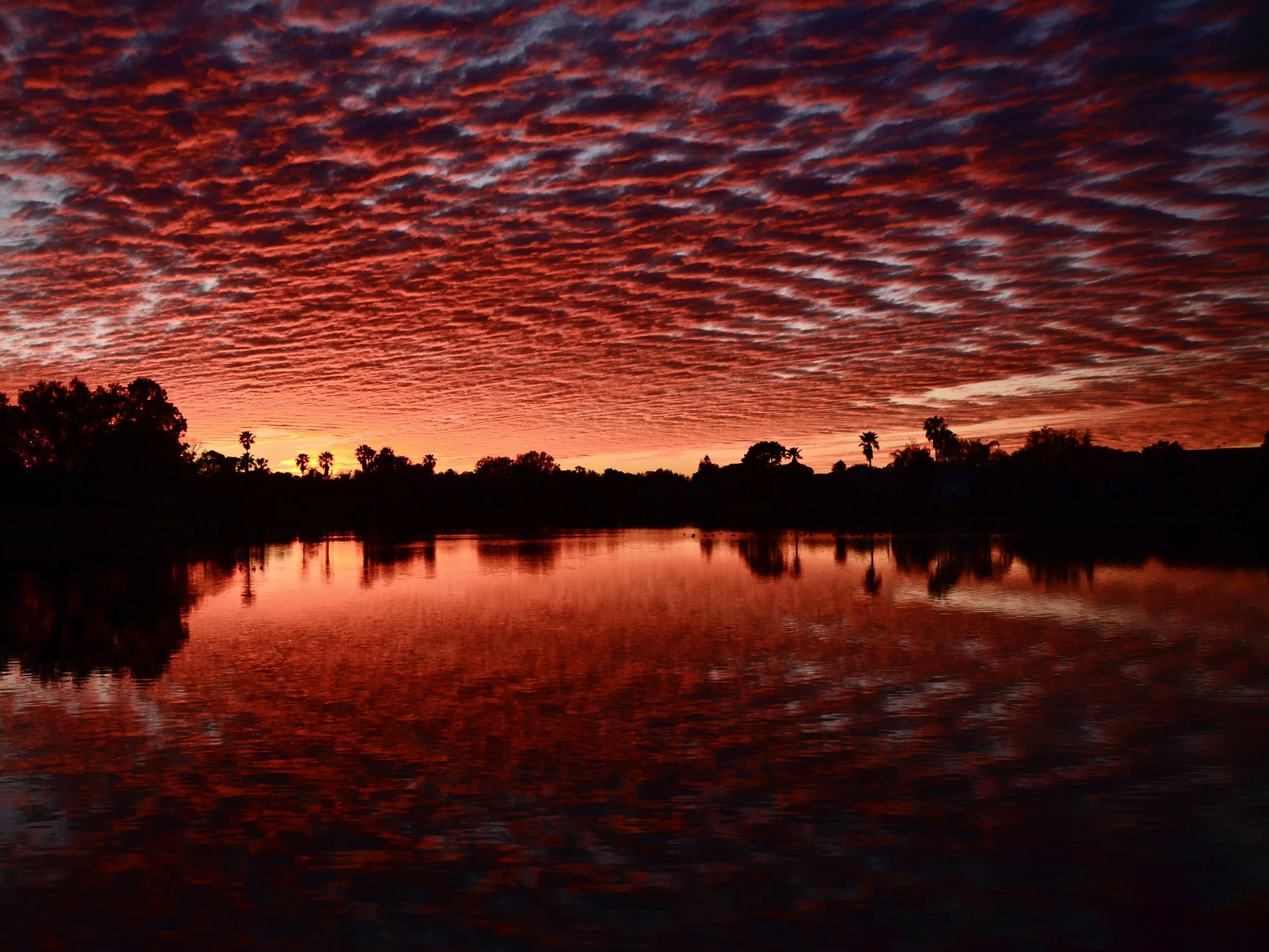 Backyard straight-up magic