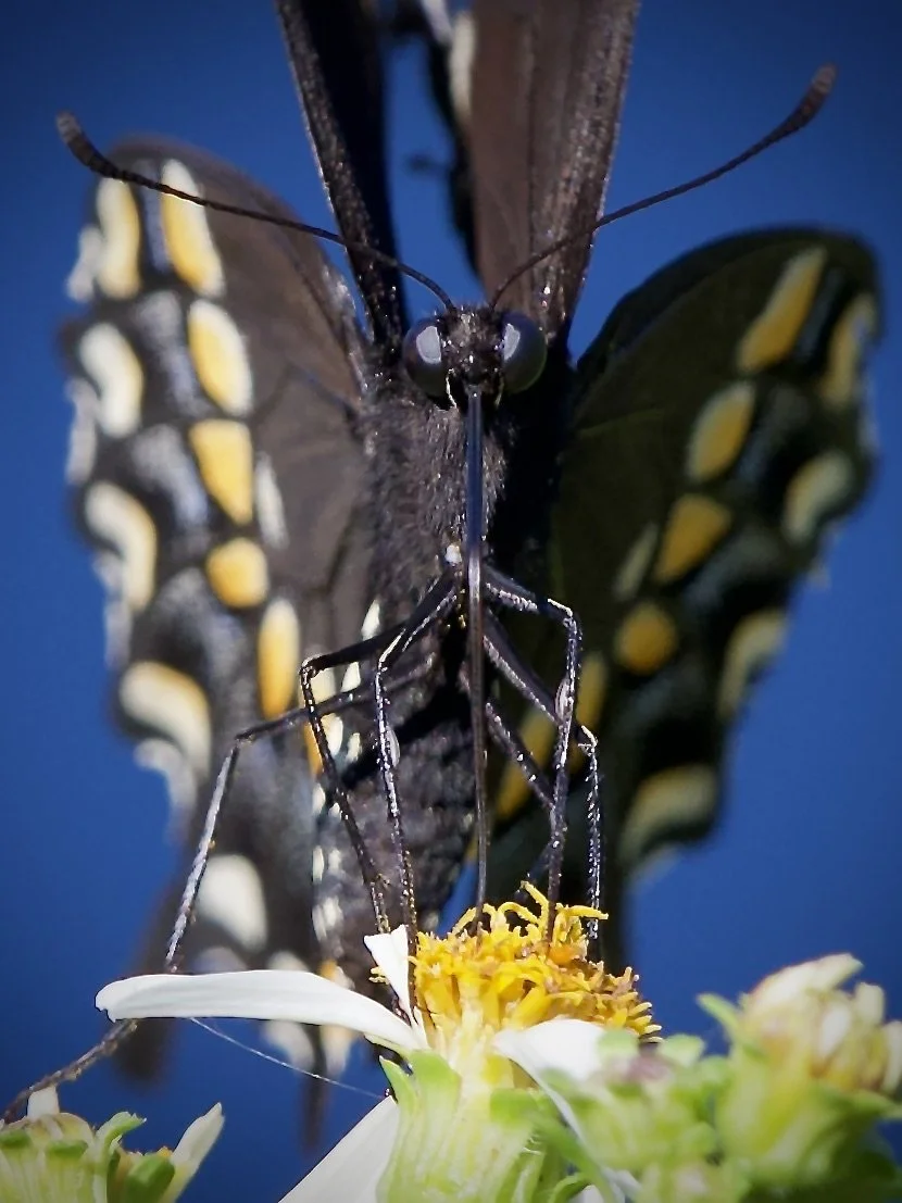 Black swallowtail looking menacing, Lakeland
