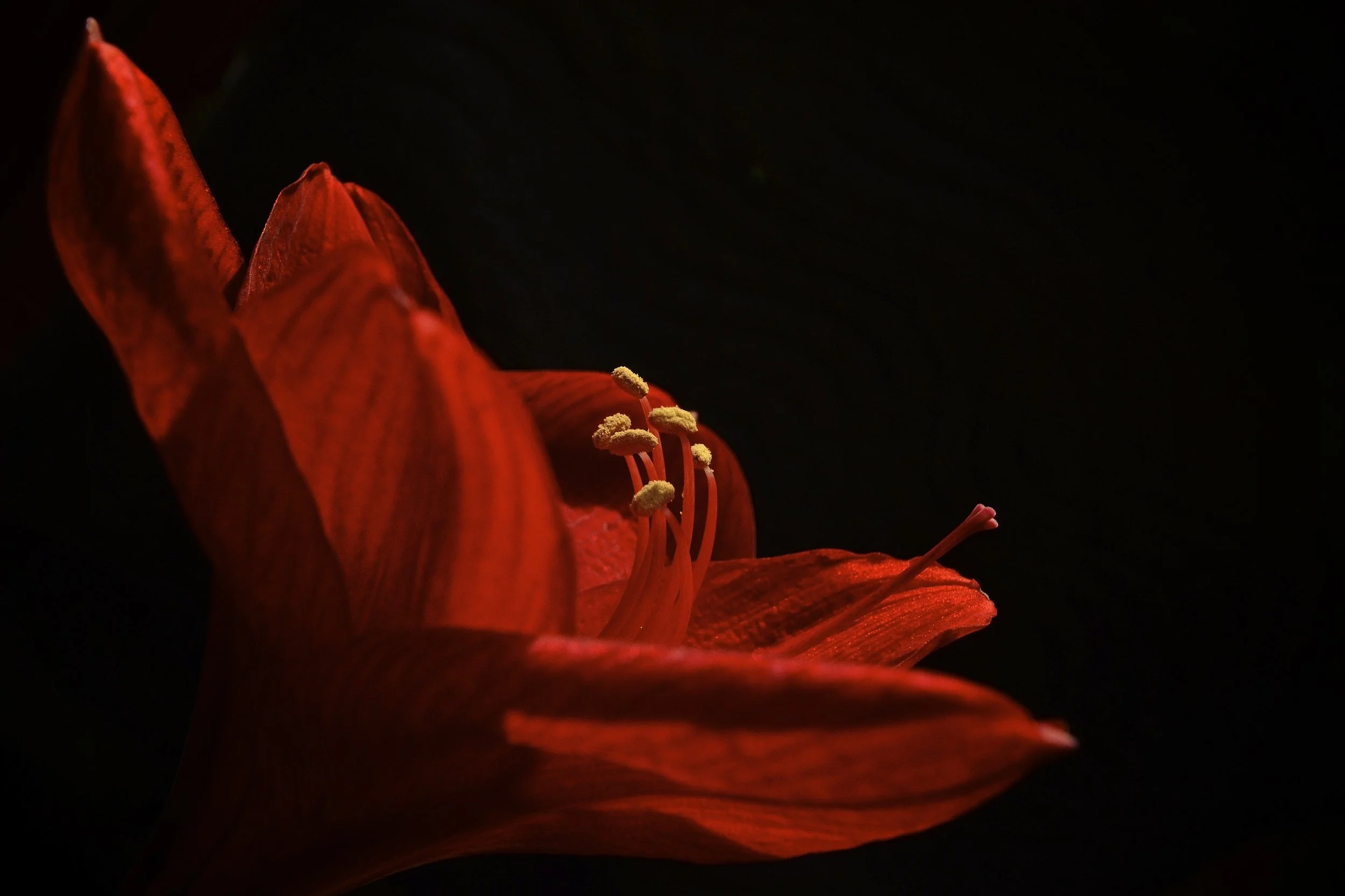 Amaryllis, Orlando