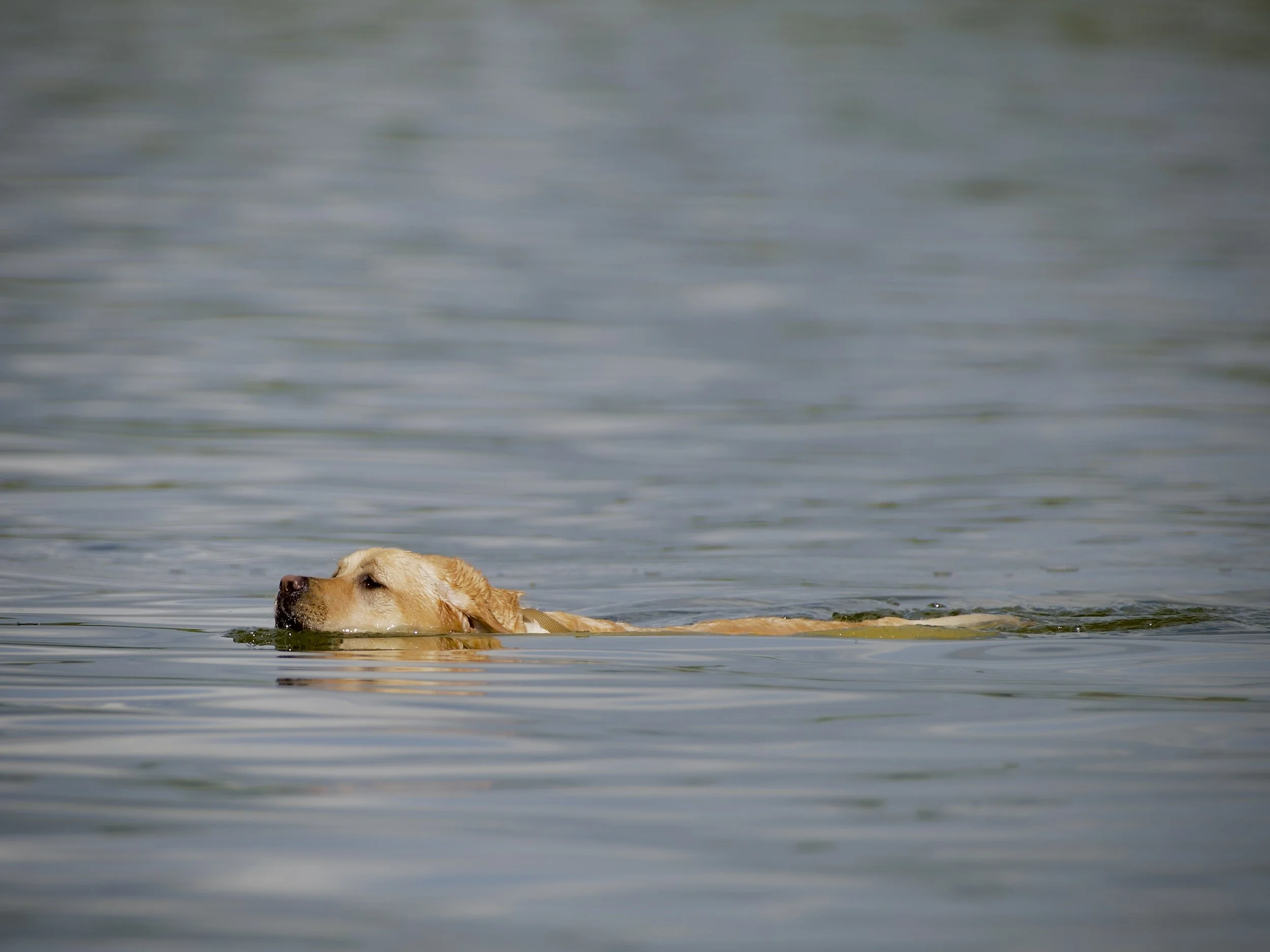 Swamp puppy, Cape Canaveral, FL