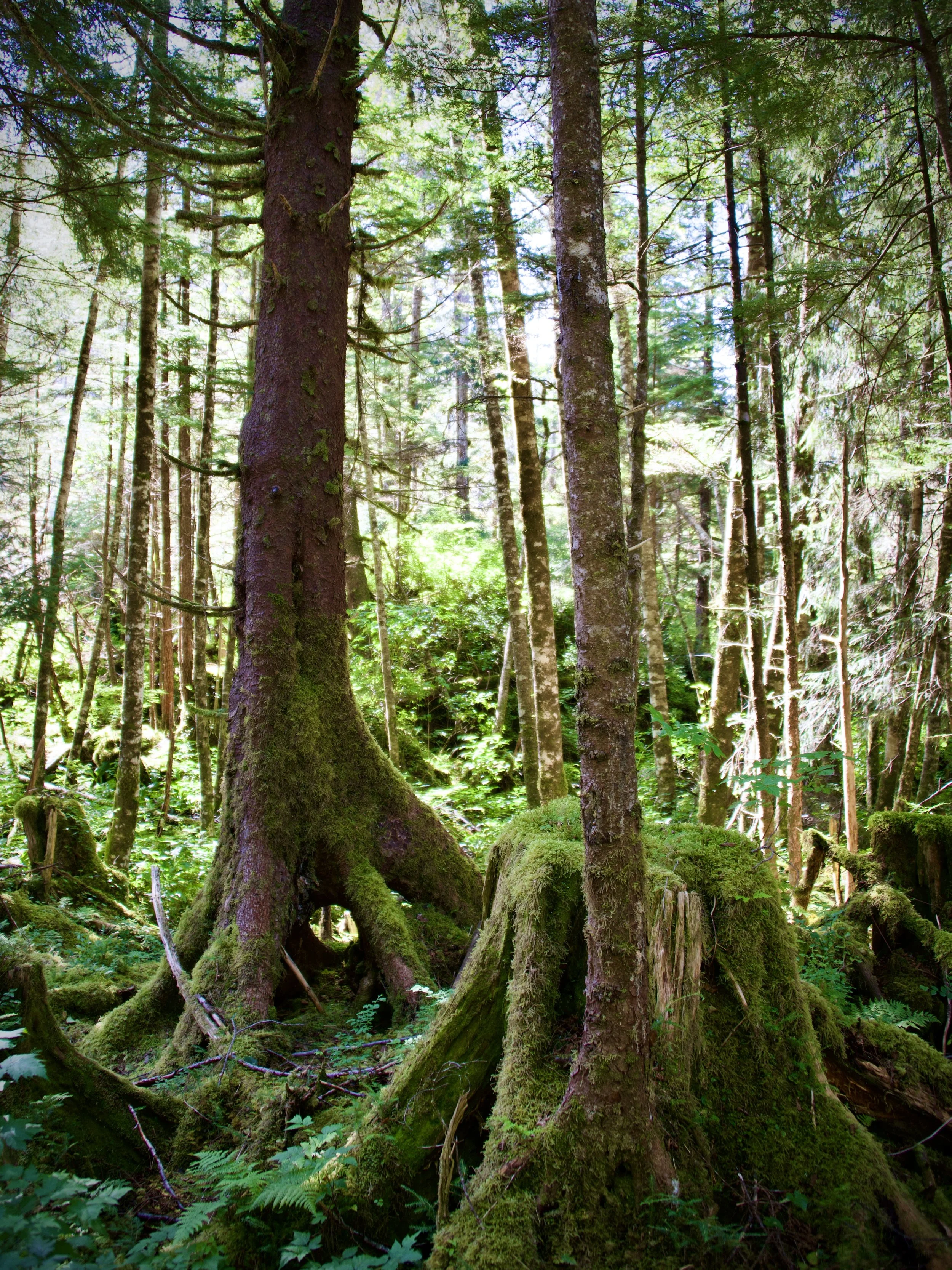 Fuzzy trees in Juneau, Alaska