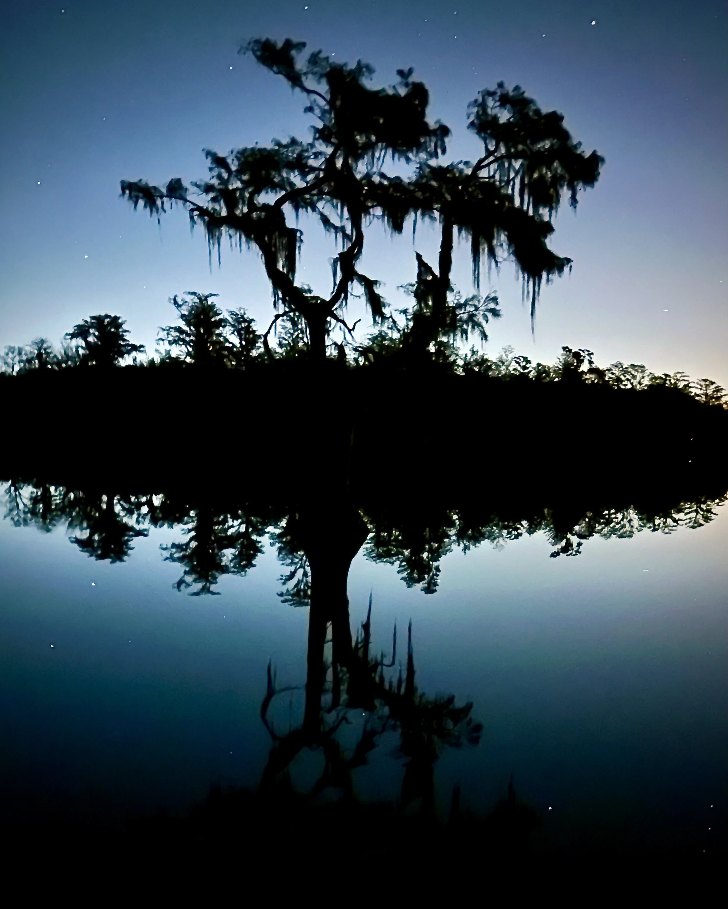 Clermont Cypress
