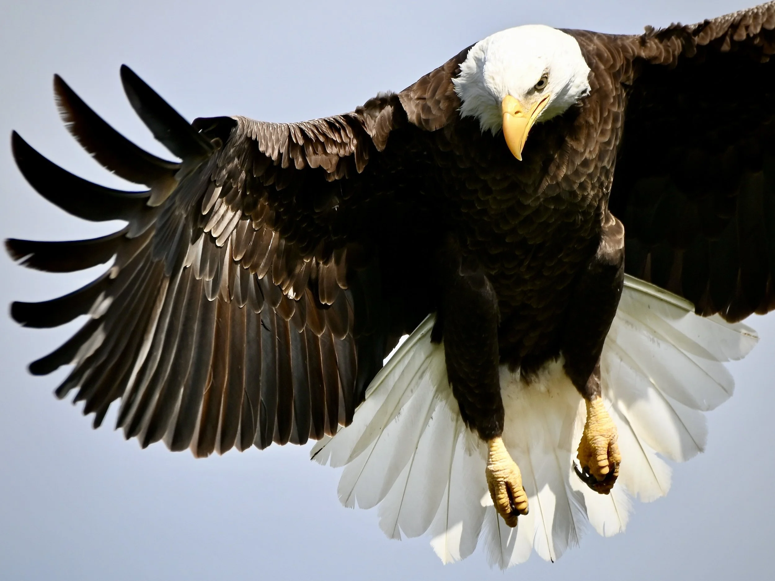Backyard bald eagle