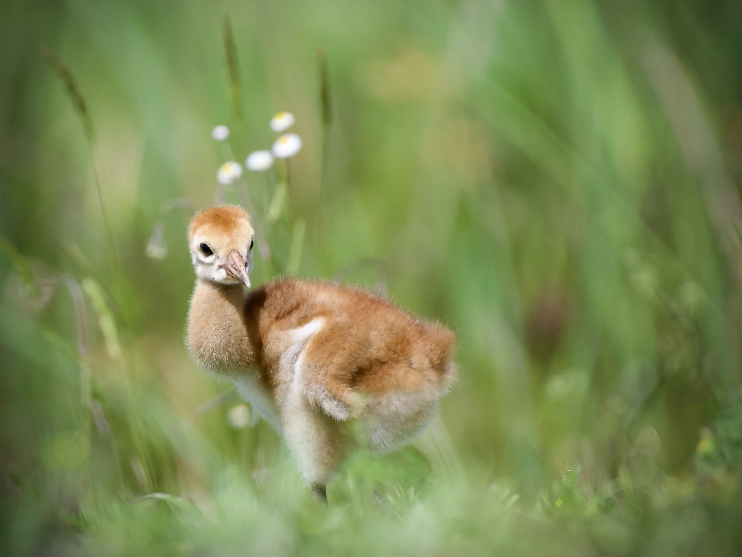 Sandhill crane colt, Orlando Wetlands